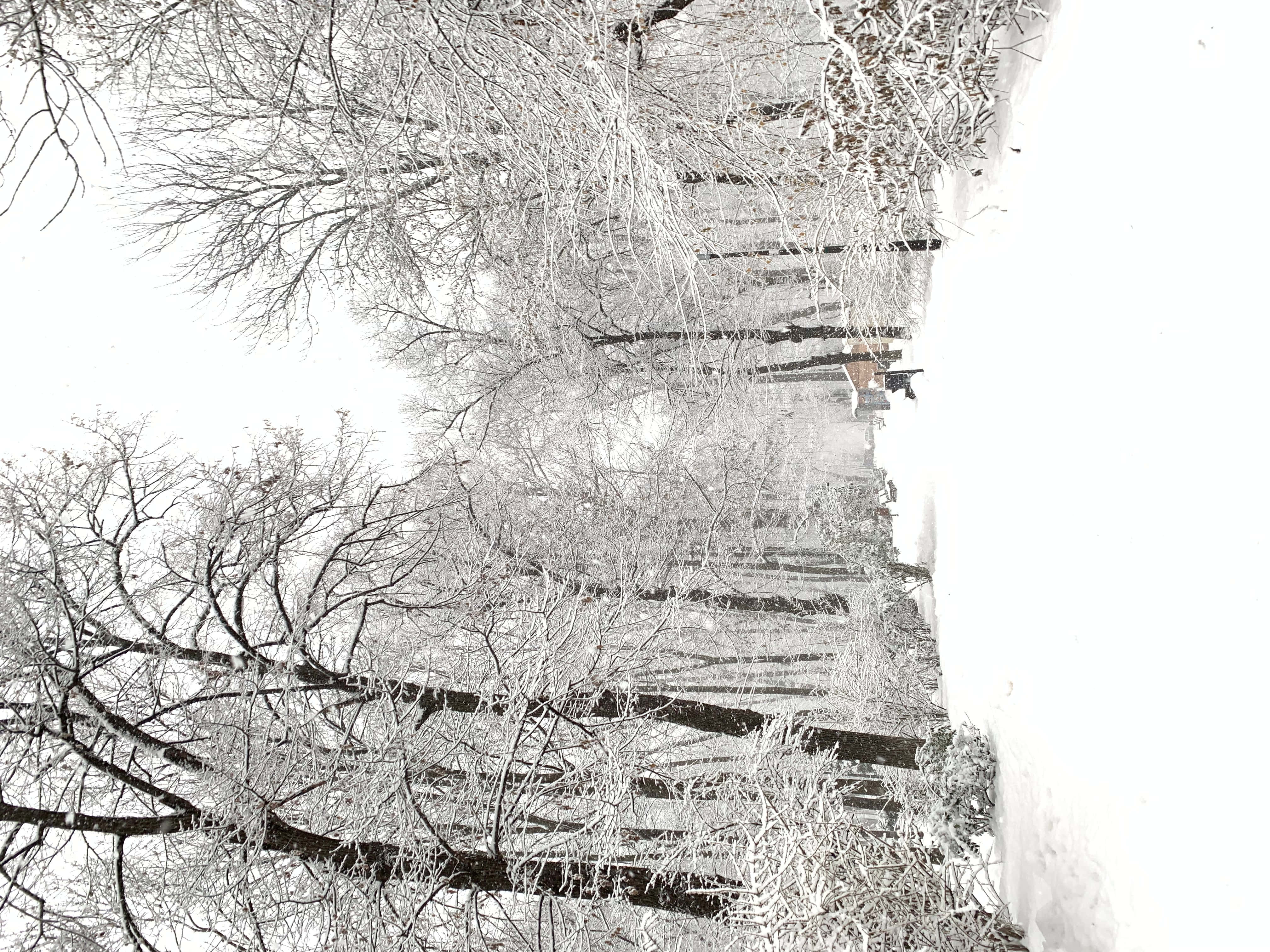 冬季 桌布 壁紙 — 白雪覆蓋寂靜冬日森林小徑上光禿的樹枝，天空多雲。