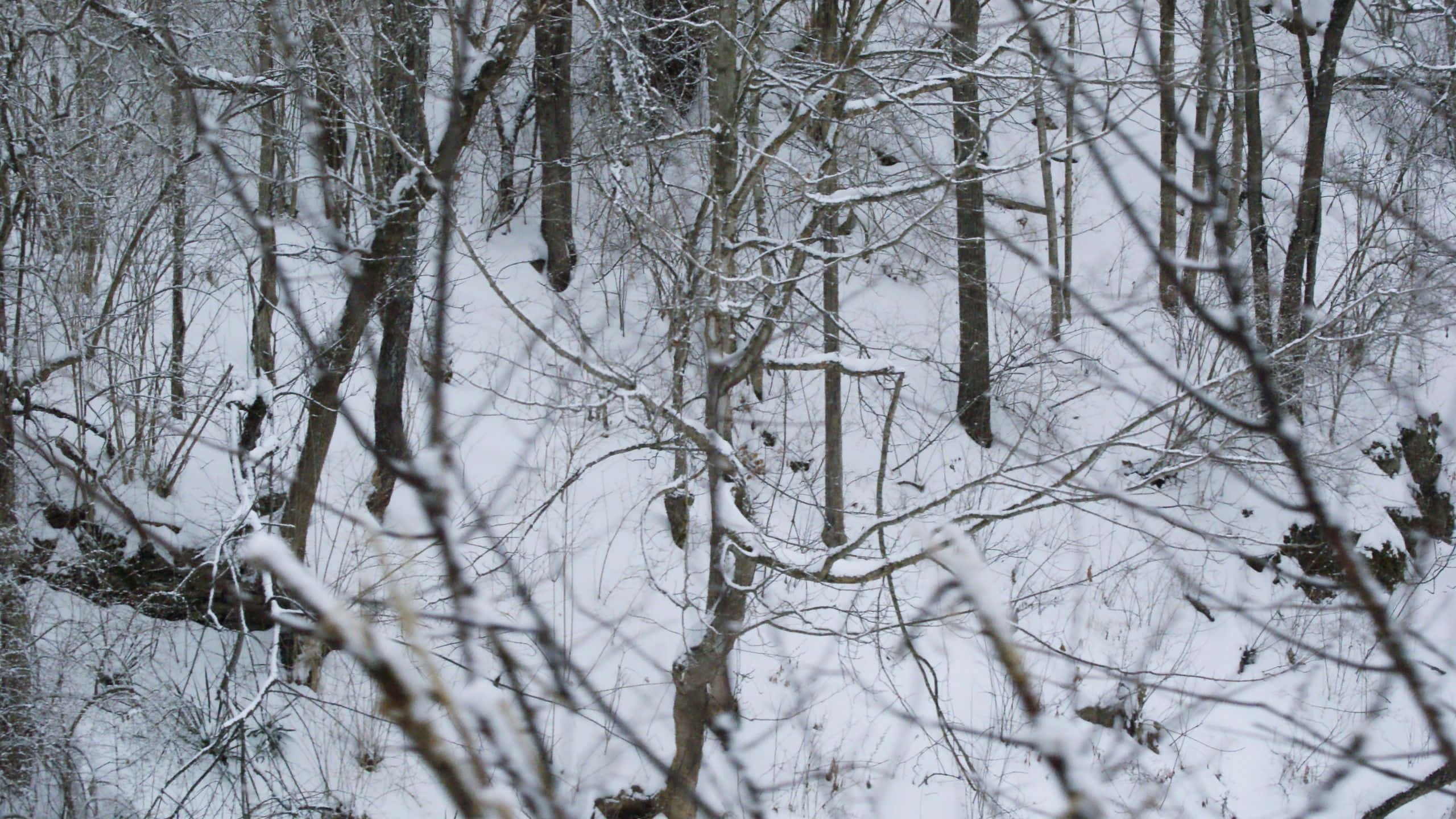 2560x1440 動態圖片 桌布 壁紙 — 白雪覆蓋寂靜森林中光禿的冬季樹木，霜凍的樹枝框住了場景。