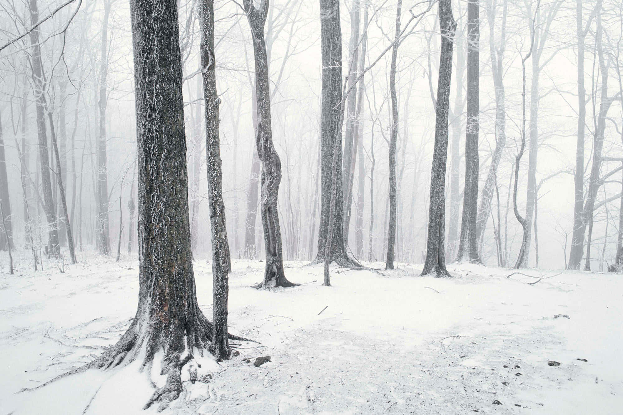 White Snow 桌布 壁紙 — 白雪覆蓋寂靜的裸樹，在迷霧的冬季森林中營造出寧靜而空靈的氛圍。