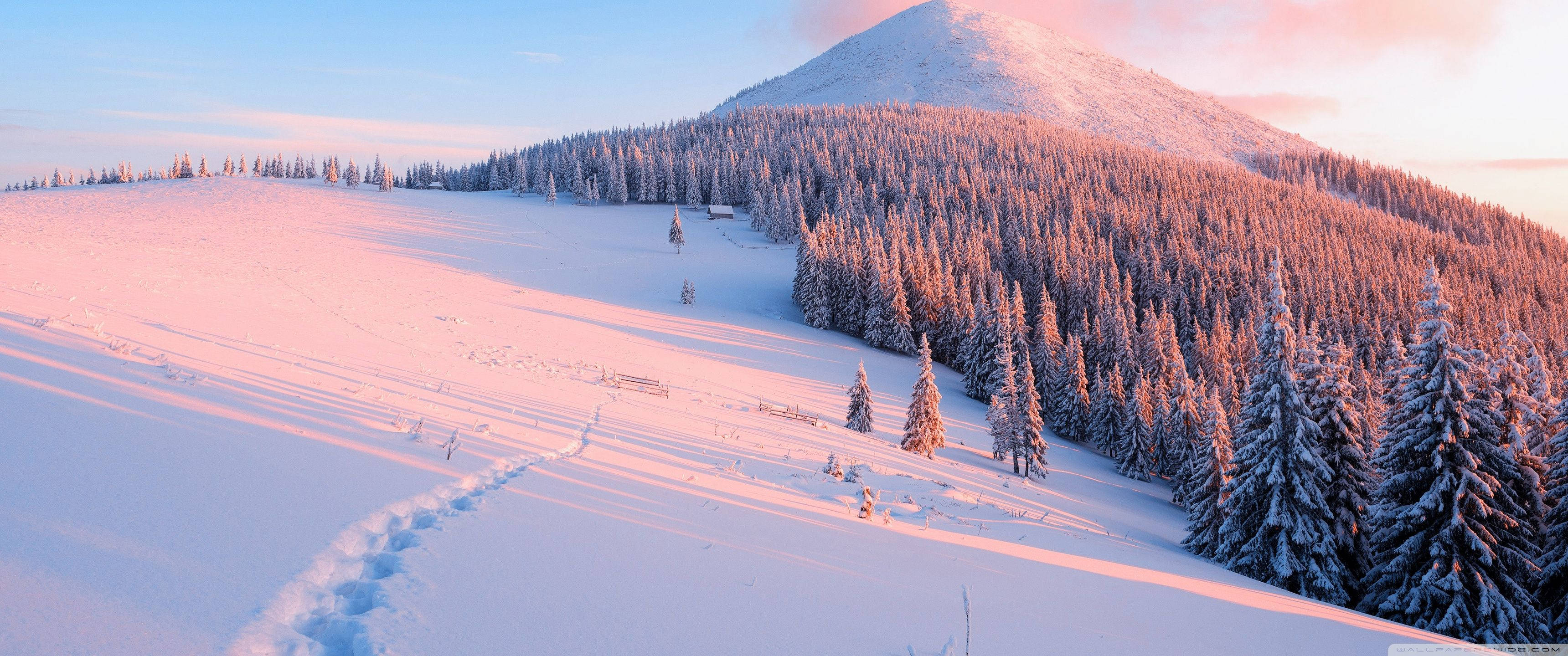 風景 桌布 壁紙 — 白雪覆蓋寧靜的山坡，在日出時將粉金色的光芒灑在松樹和腳印上。