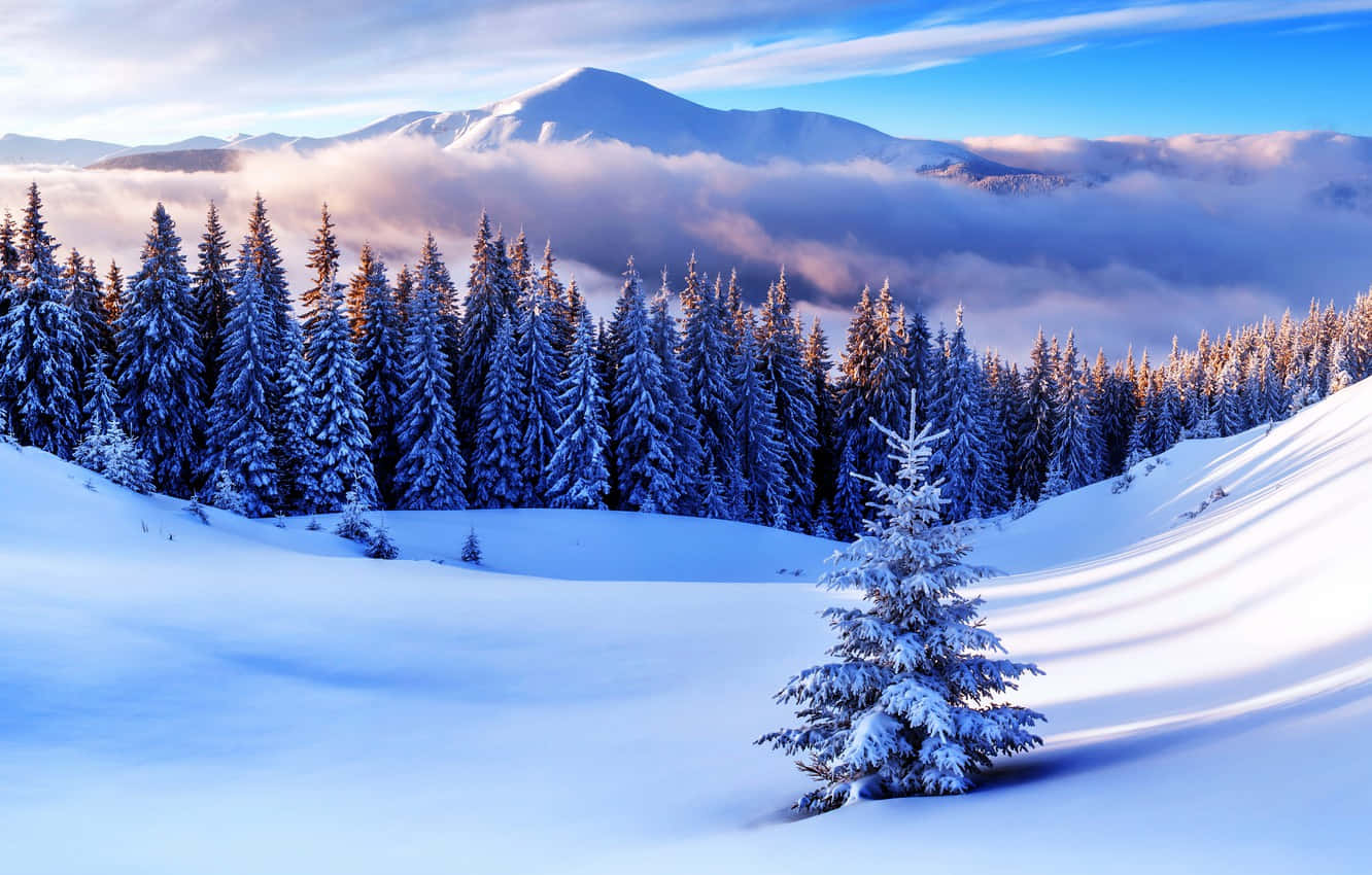 桌布 壁紙 — 白雪覆蓋寧靜的常青樹林，明亮的藍天下，遠山在雲海之上聳立。