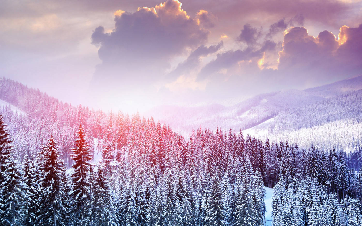 Winter 桌布 壁紙 — 白雪覆蓋山谷中的常綠樹，柔和的粉紅色和紫色光線在日出時穿過雲層。
