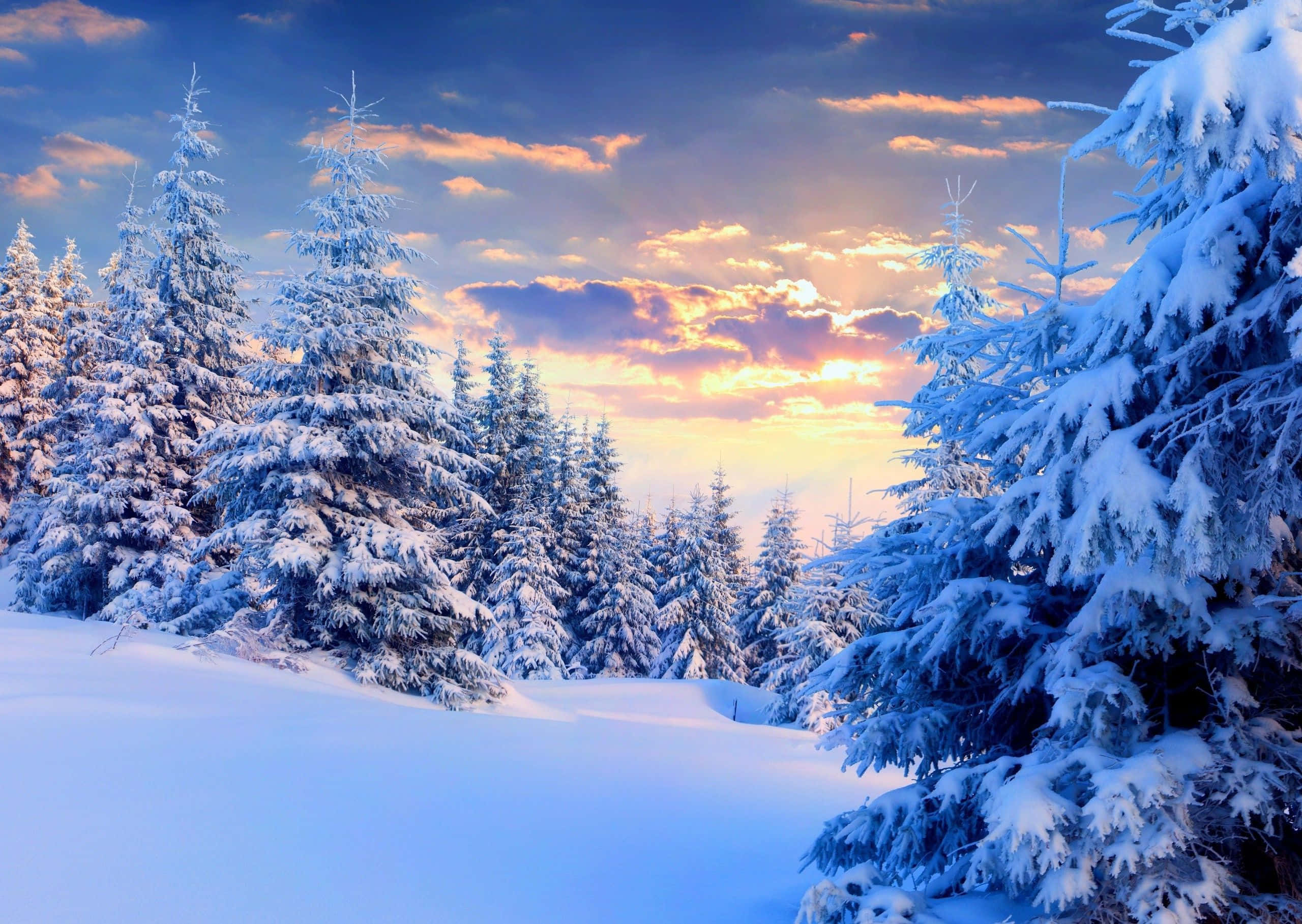 Beautiful Winter 桌布 壁紙 — 白雪覆蓋常綠樹，天空呈現戲劇性的日落，金色雲朵與深藍色調交織。