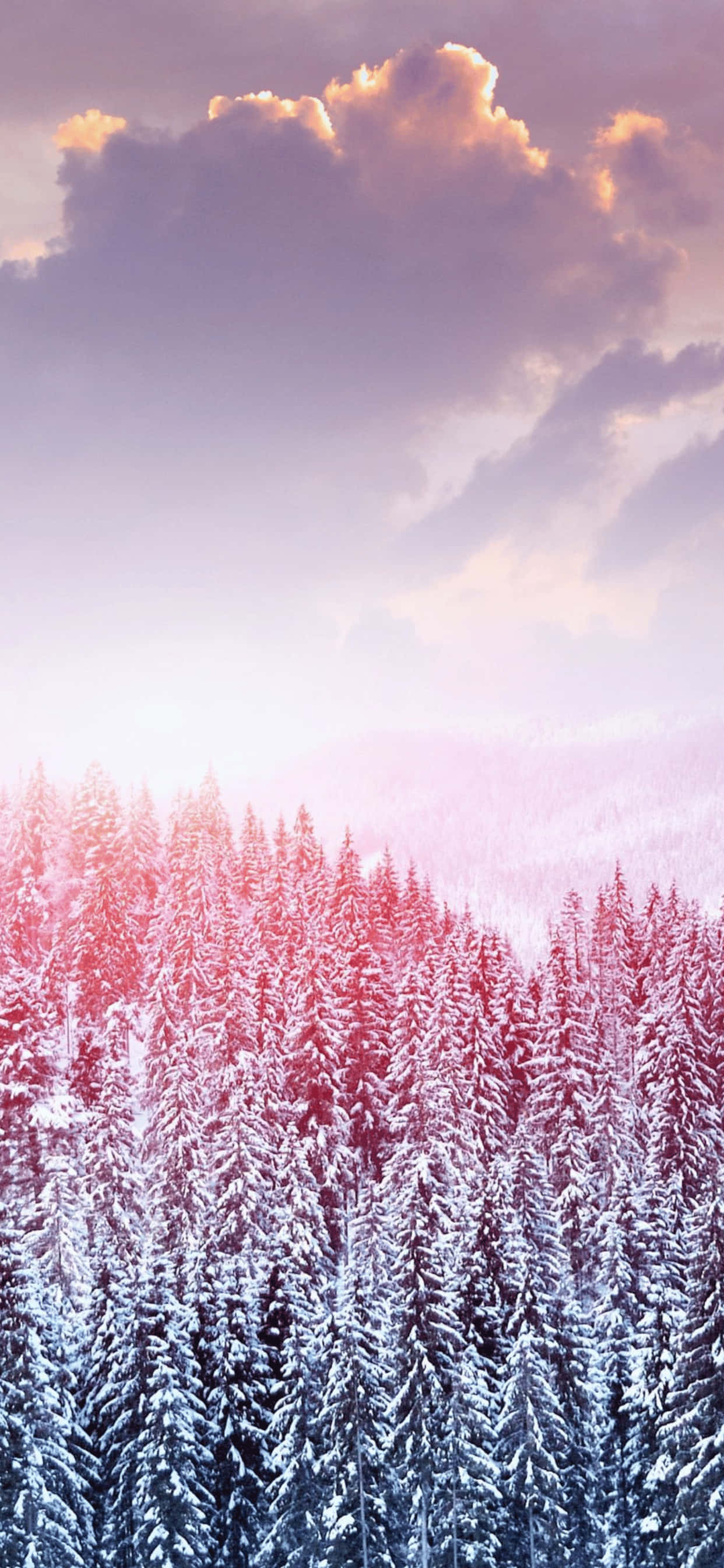 Winter Forest Phone 桌布 壁紙 — 白雪覆蓋常綠樹，天空呈現柔和的粉紅和紫色日落，伴隨著戲劇性的雲彩。