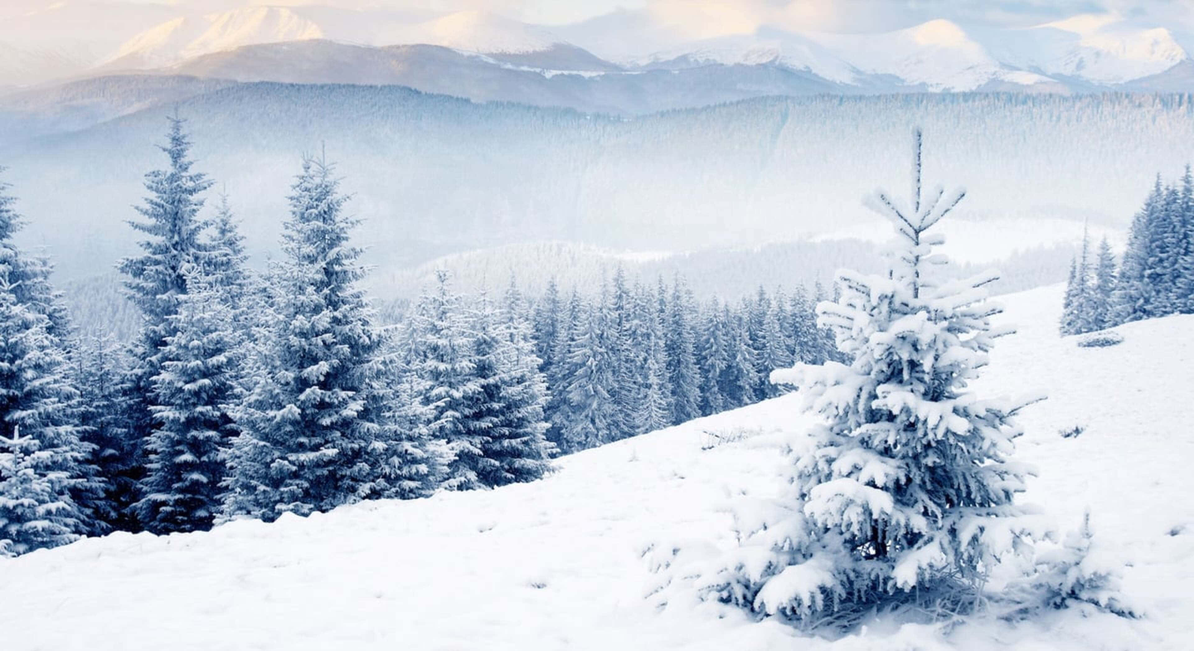 Pine Trees 桌布 壁紙 — 白雪覆蓋常綠樹和起伏的山丘，在柔和的藍色冬日天空下，遠方山巒聳立。