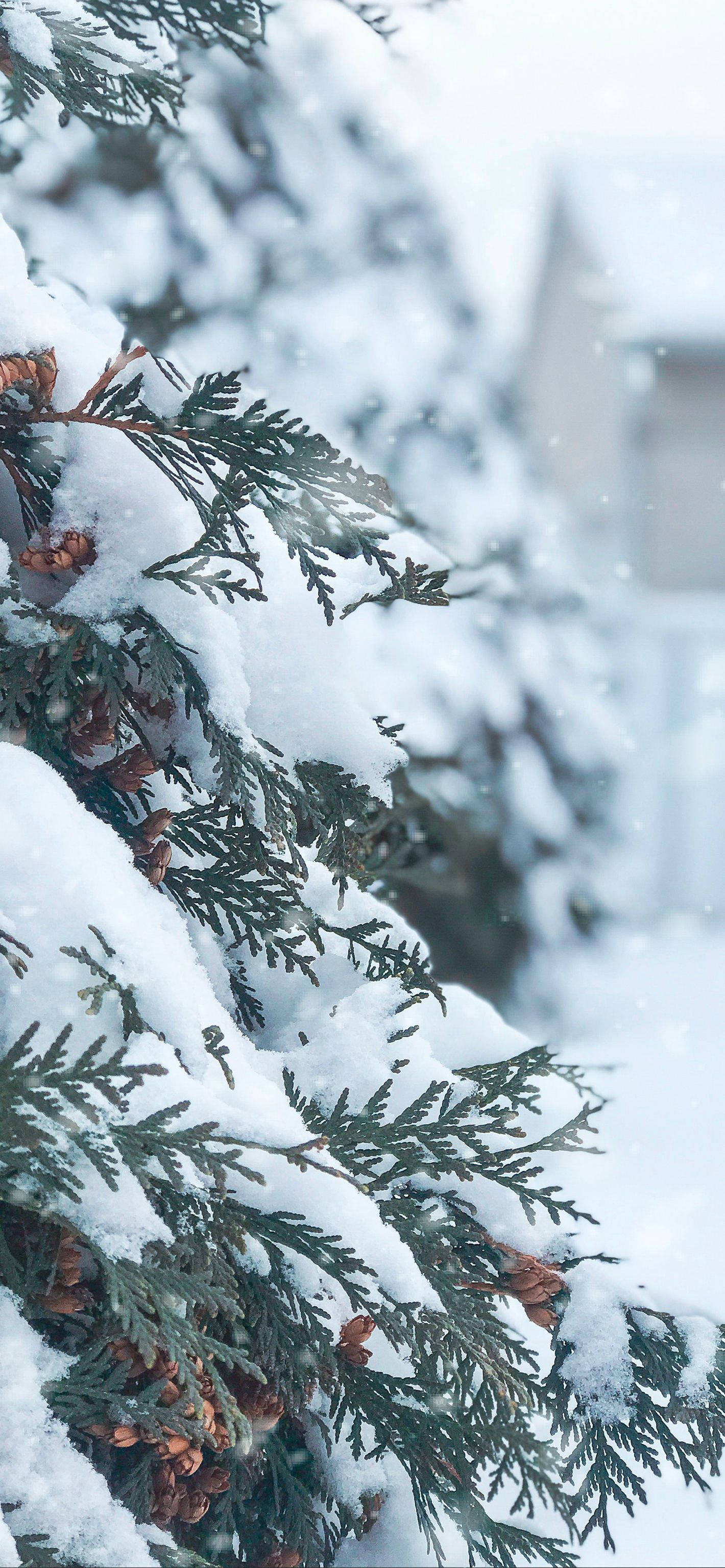 Snowy Christmas 桌布 壁紙 — 白雪覆蓋常綠樹枝和松果，營造出雪花輕輕飄落的寧靜冬日場景。