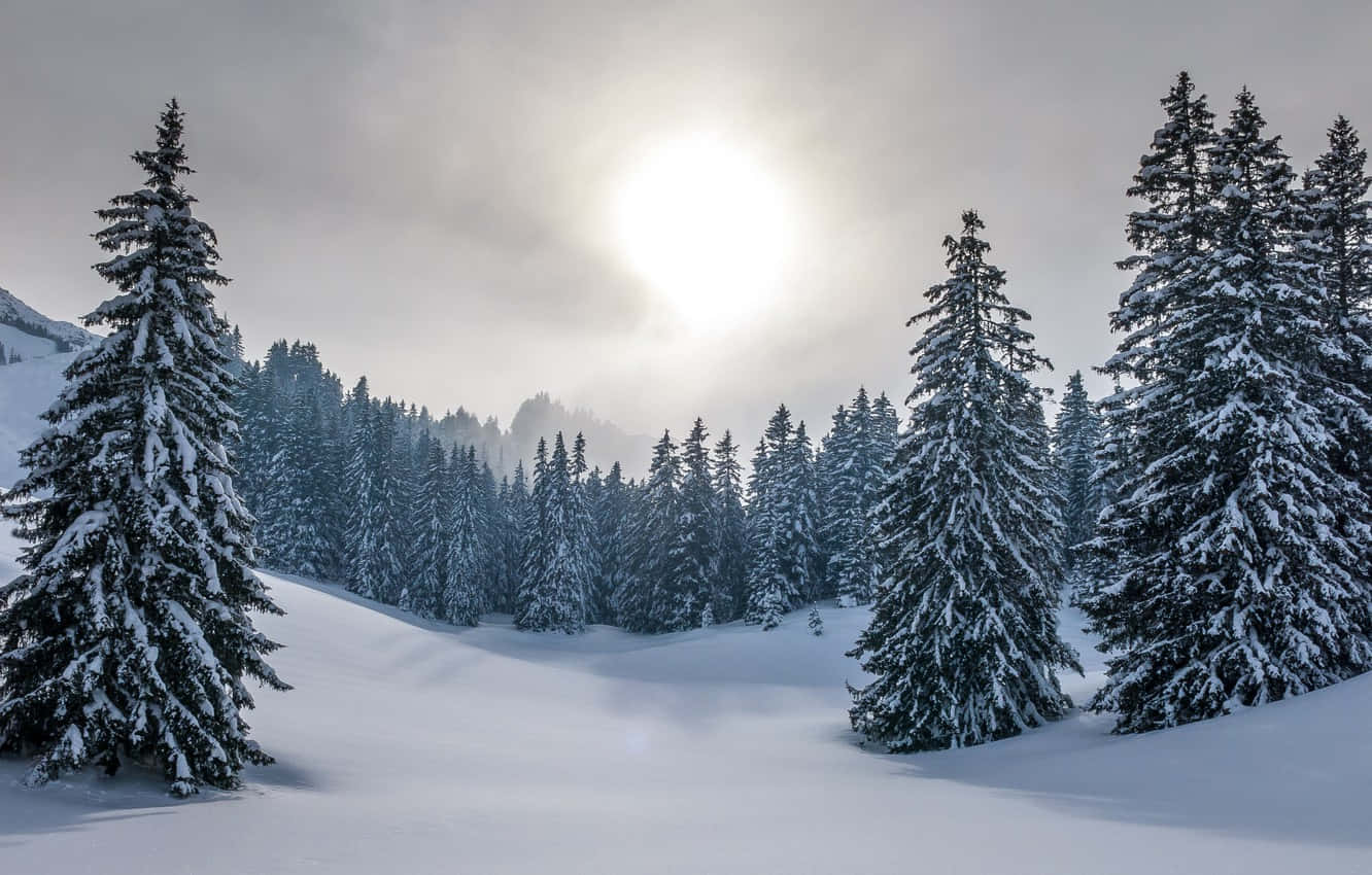 雪 桌布 壁紙 — 白雪覆蓋常青樹，明亮的陽光穿透多雲的天空，寧靜的冬季森林。