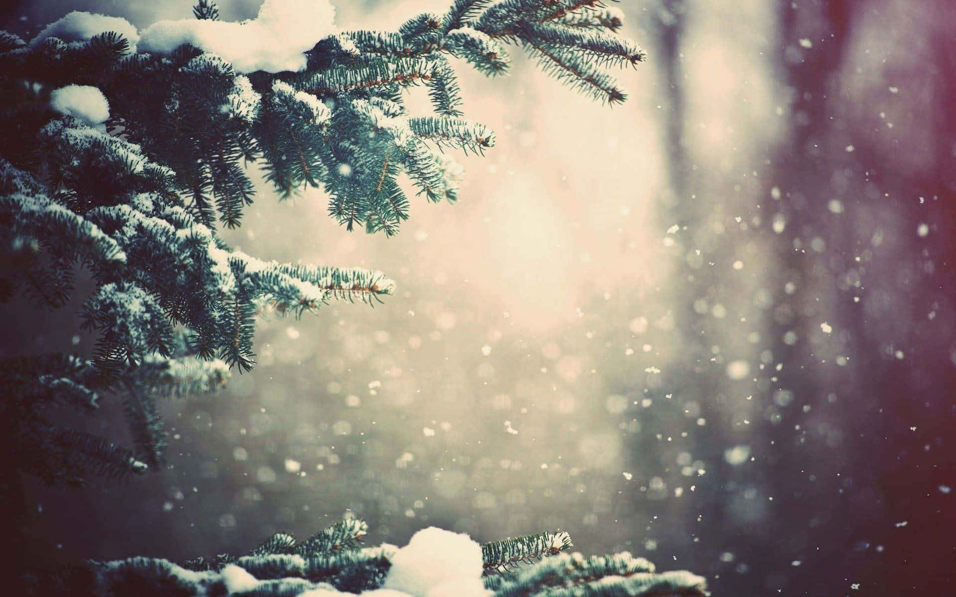 Winter Trees 桌布 壁紙 — 白雪覆蓋常青樹枝，柔和光線穿過飄落的雪花，灑落在寧靜的冬日森林中。