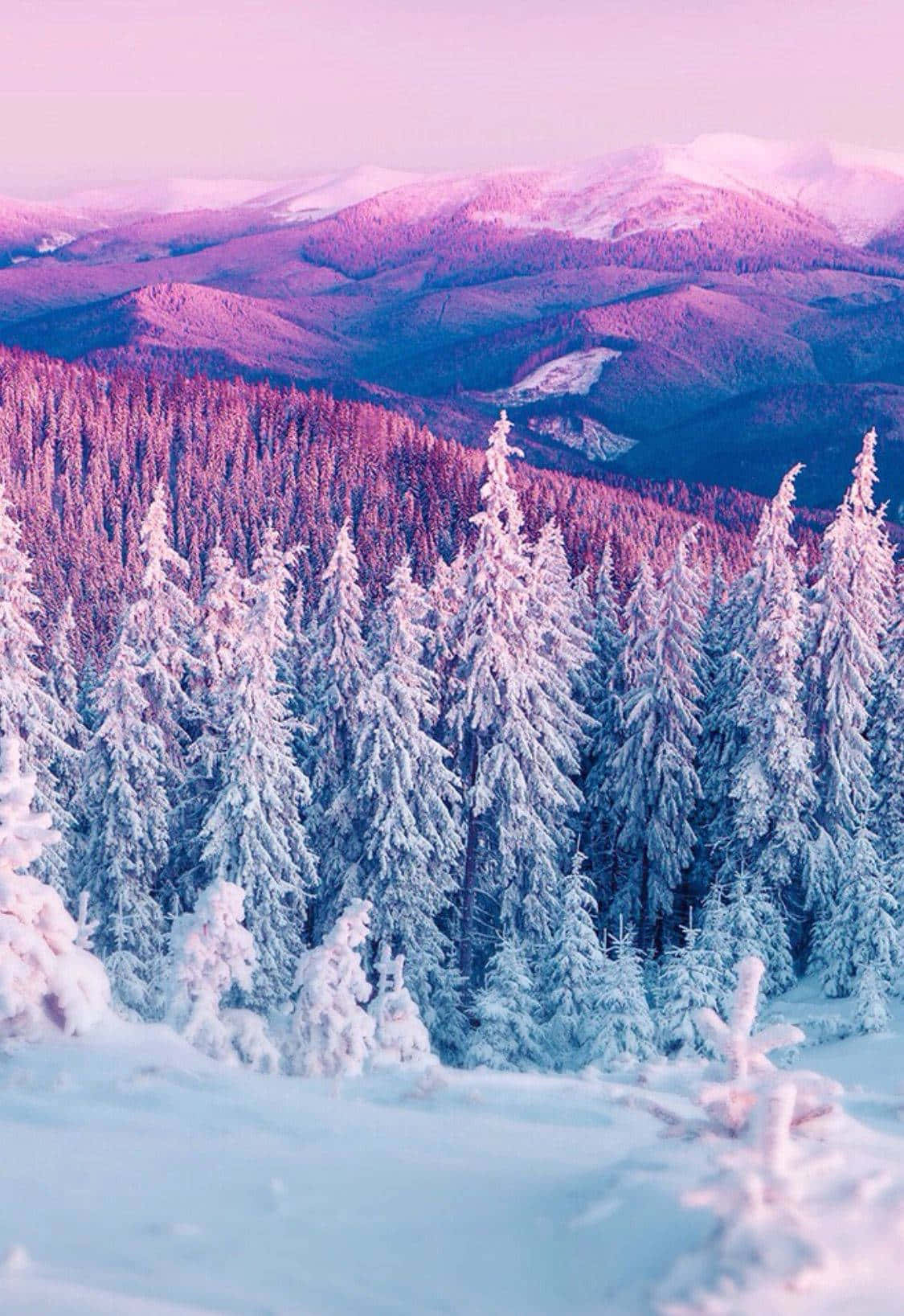 Cute Winter 桌布 壁紙 — 白雪覆蓋松樹，在遠山之上柔和的粉紅和紫色暮色天空下。