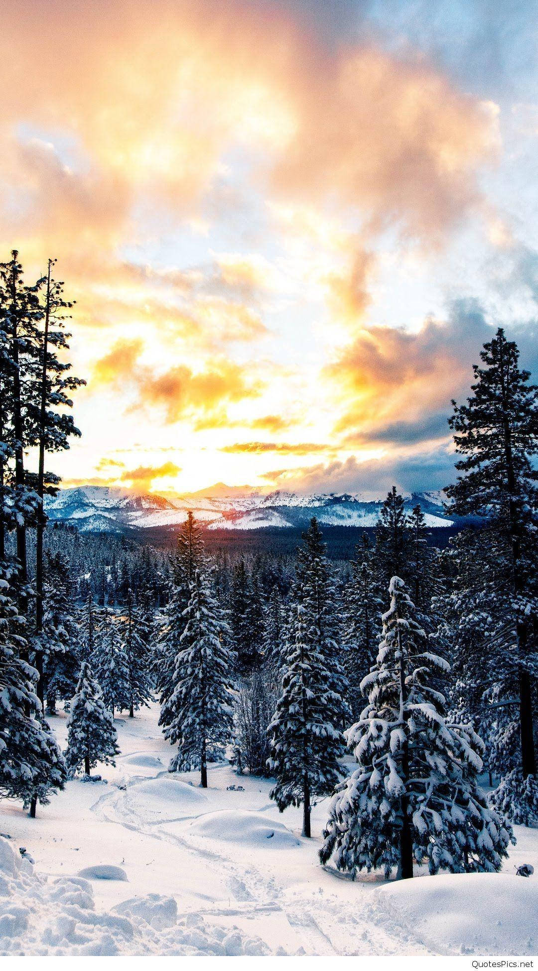 Beautiful Phone 桌布 壁紙 — 白雪覆蓋松樹，金色的夕陽在遠山之上描繪天空。