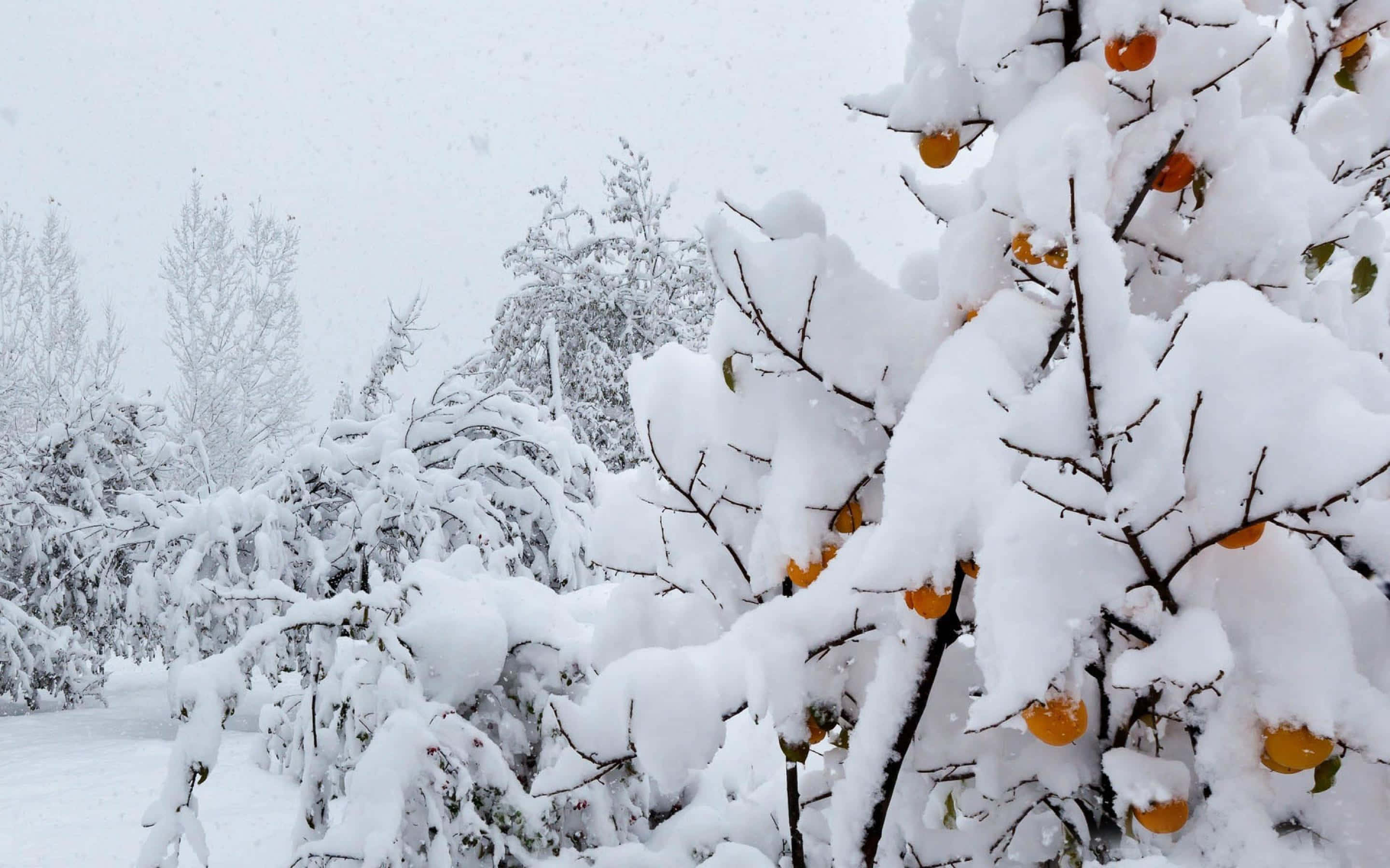 Winter Fruits 桌布 壁紙 — 白雪覆蓋柑橘樹的樹枝，在冬日灰暗的天空下顯露出鮮亮的橙色果實。