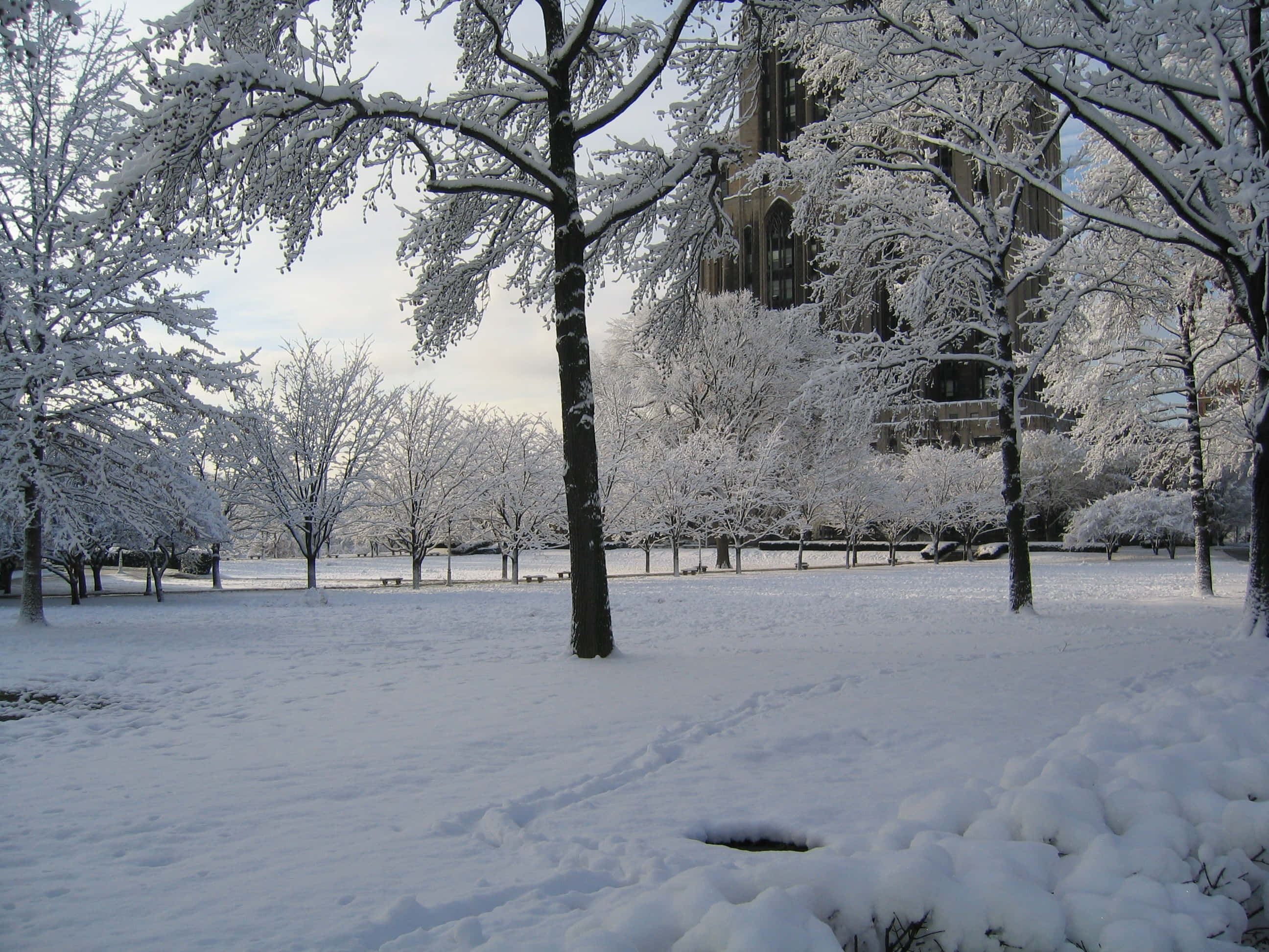 Winter 桌布 壁紙 — 白雪覆蓋樹木和地面，在一個寧靜的冬季公園中，透過光禿的樹枝可以看到一座哥德式建築。
