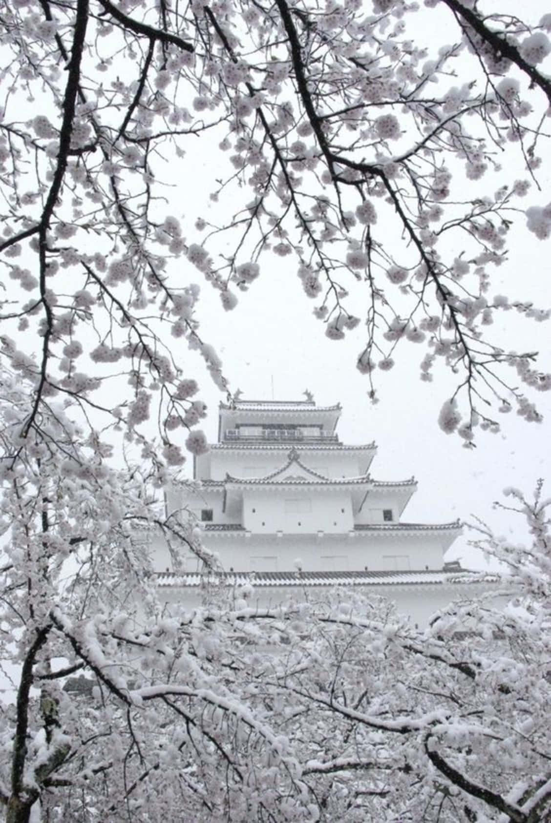 灰色美學動圖 桌布 壁紙 — 白雪覆蓋櫻花枝條，在蒼白的冬日天空下襯托出一座寧靜的白色日本城堡。