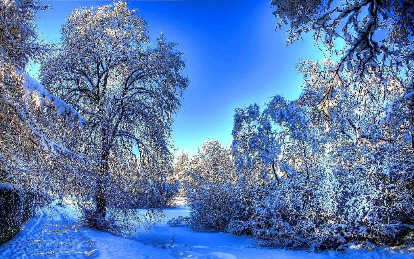 寬螢幕動態圖片 桌布 壁紙 — 白雪覆蓋每一根樹枝和小徑，在燦爛的藍色冬日天空下。