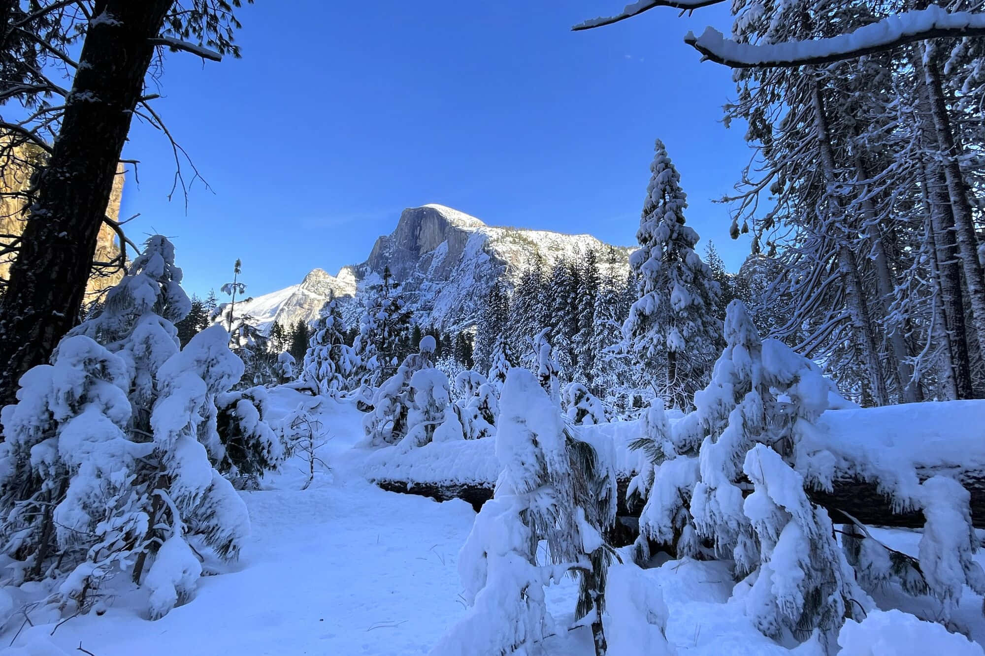 Snowy Mountain 桌布 壁紙 — 白雪覆蓋每一根樹枝和樹木，在寧靜的冬季森林中，Half Dome 在清澈的藍天下雄偉地聳立。