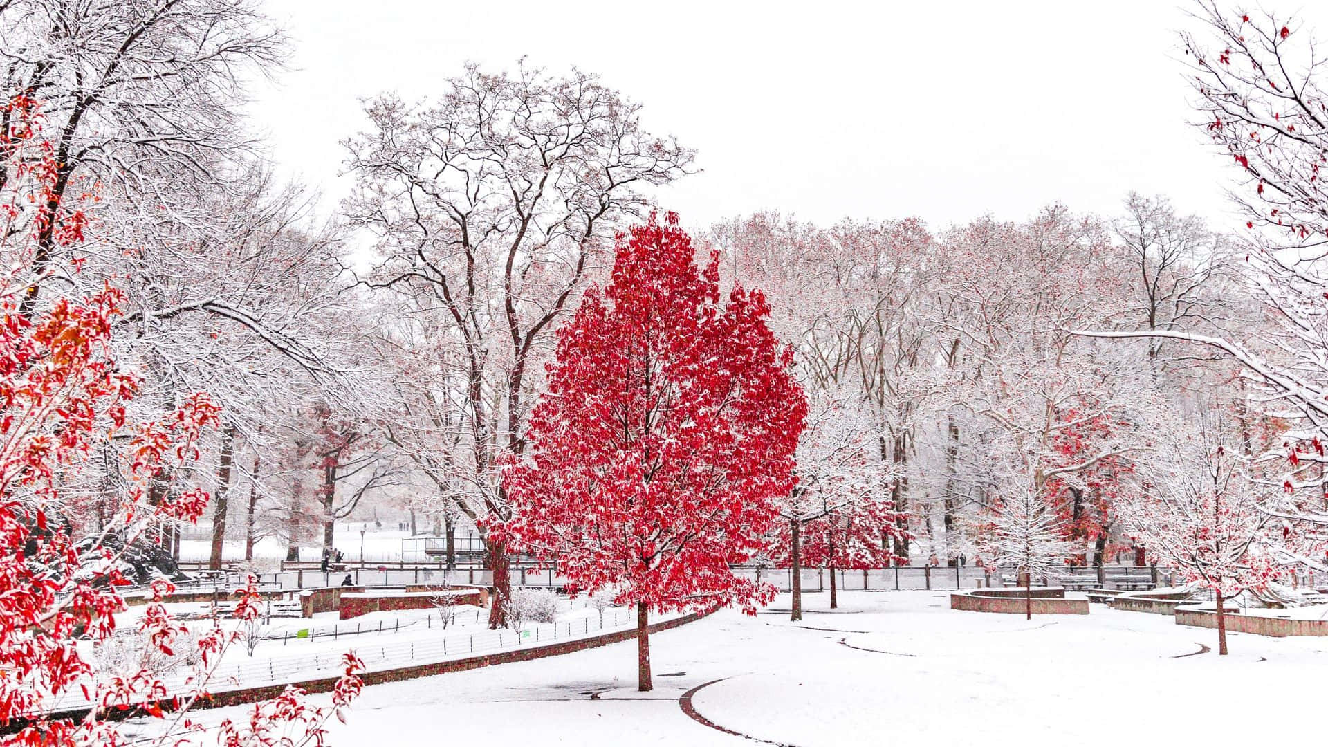 Old Winter 桌布 壁紙 — 白雪覆蓋的公園場景，鮮紅的樹木在白雪和光禿禿的樹枝襯托下格外突出。