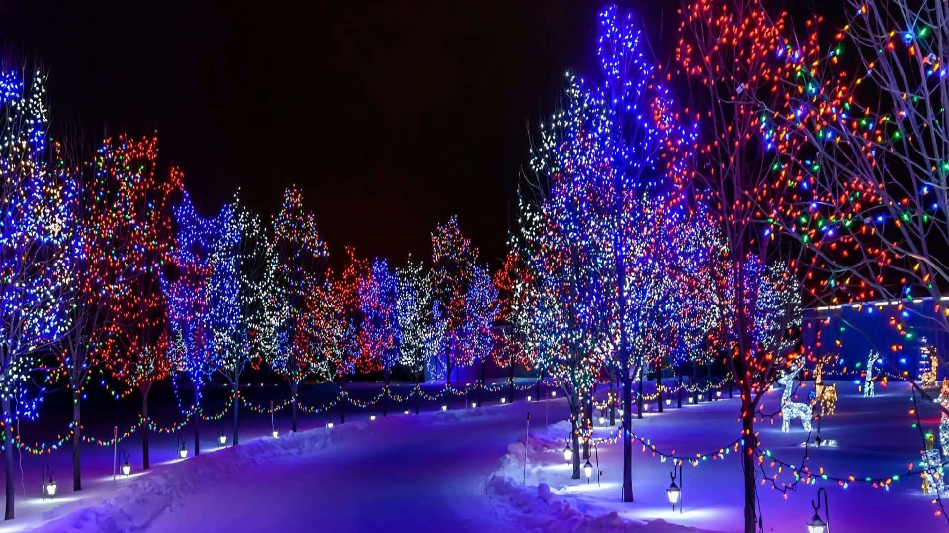 lights 桌布 壁紙 — 白雪覆蓋的公園小徑，兩旁是光禿禿的樹木，纏繞著鮮豔的藍色、紅色和白色節日燈飾，在黑暗的夜空下。