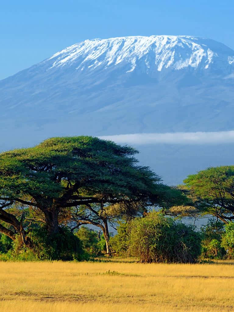 Tanzania 桌布 壁紙 — 白雪覆蓋的吉力馬札羅山在晴朗藍天下，雄偉地聳立在金色稀樹草原的金合歡樹後方。