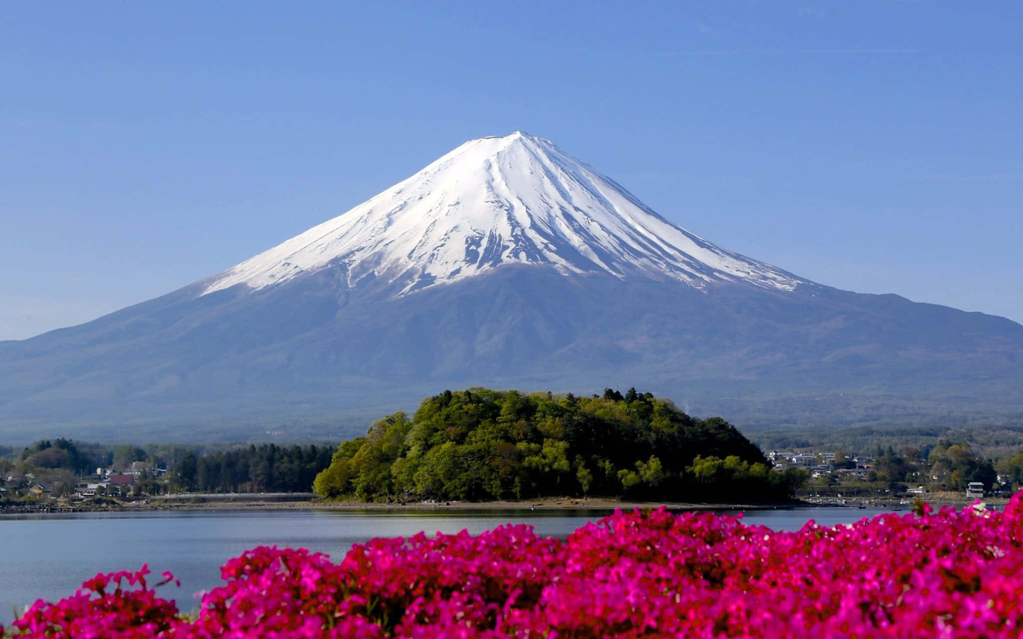 Mt Fuji 桌布 壁紙 — 白雪覆蓋的富士山在寧靜的湖泊後方雄偉地聳立，湖泊周圍環繞著盛開的鮮豔粉紅色花朵。