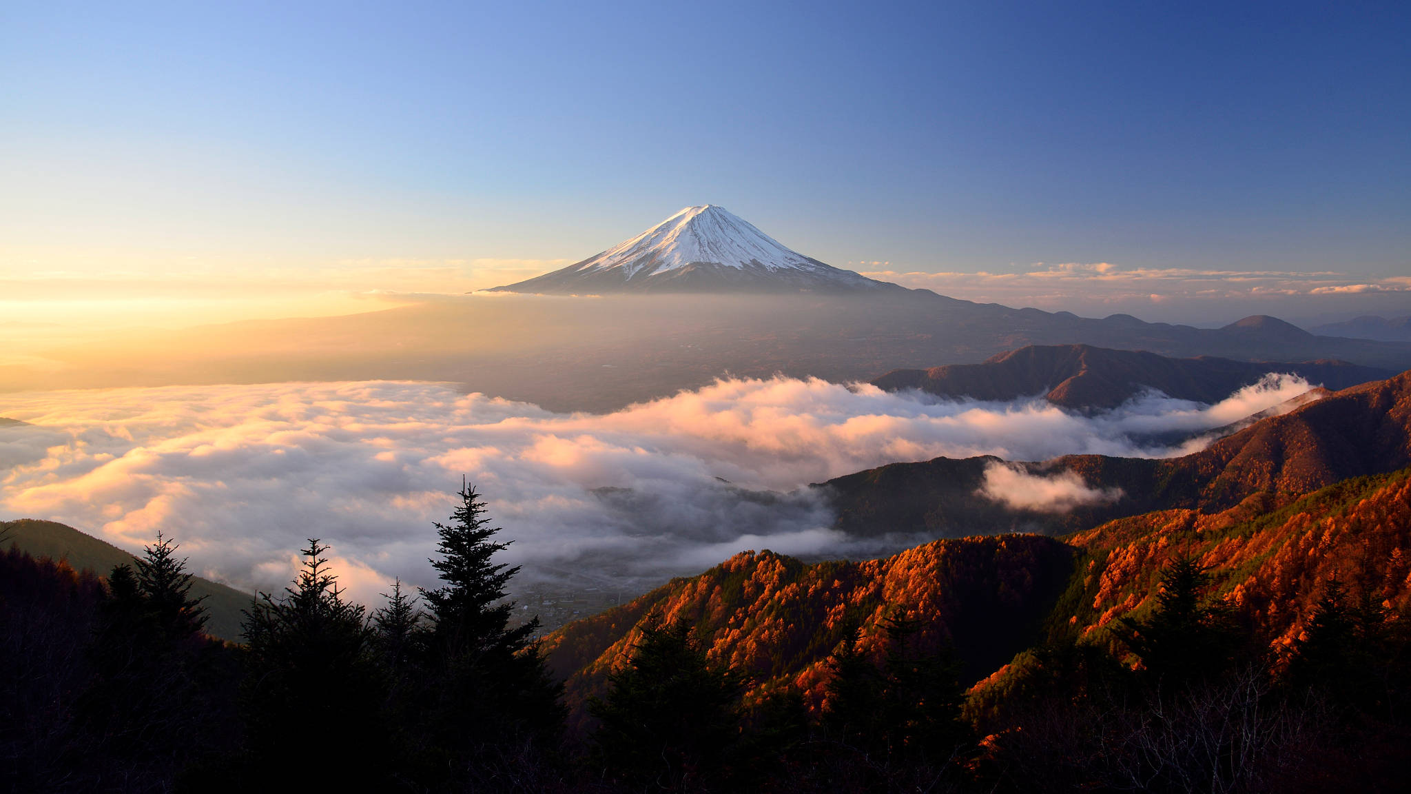 富士山 桌布 壁紙 — 白雪覆蓋的富士山在日出時雄偉地聳立在雲海之上，前景是閃耀的秋林。