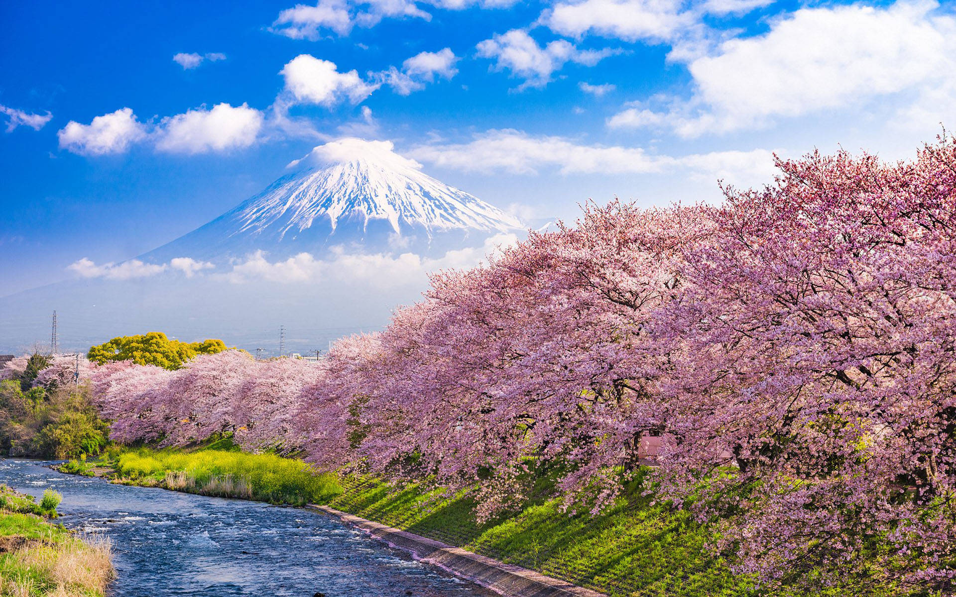 藍天下，河邊排列著櫻花樹，背景是富士山。