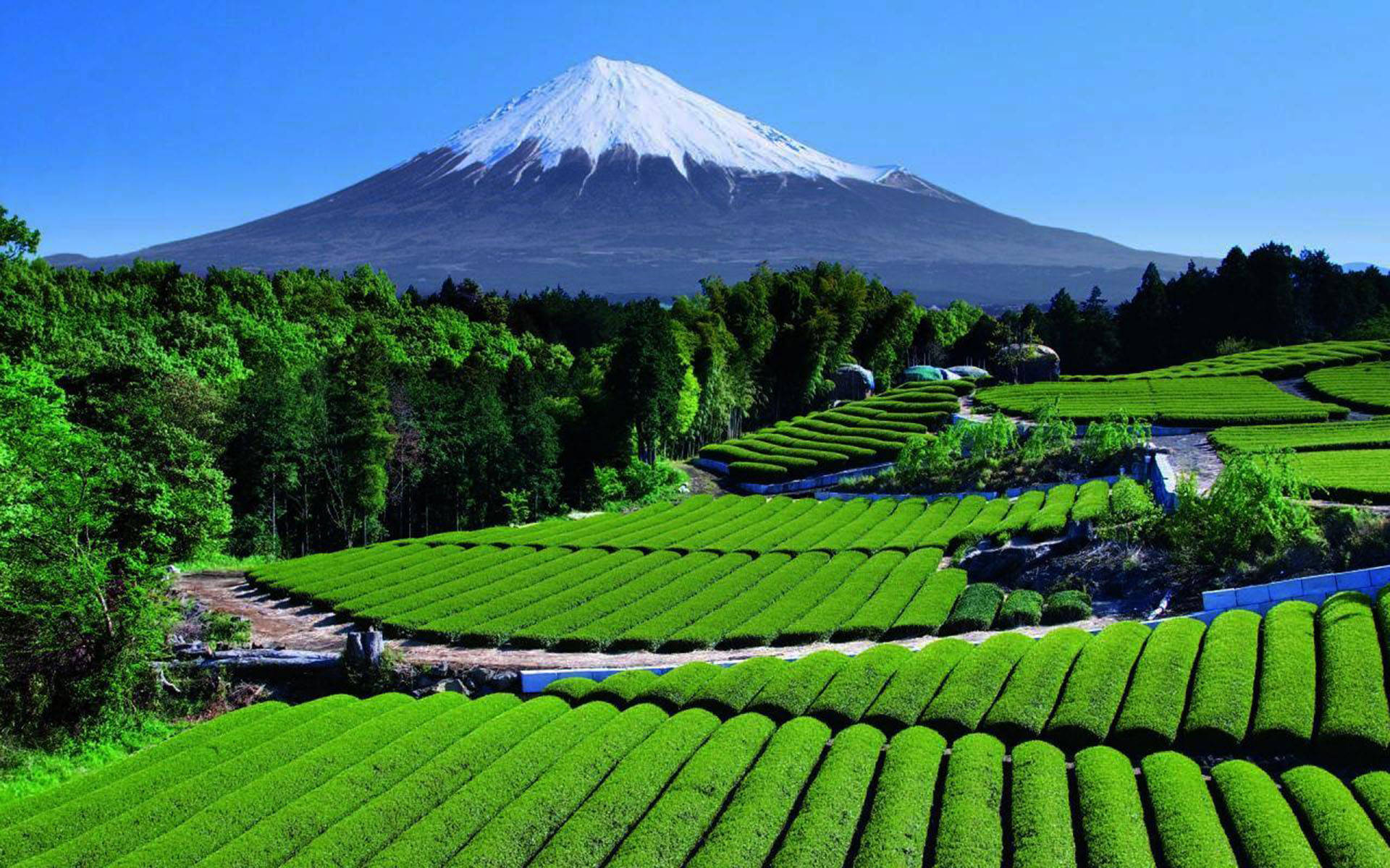 tea 桌布 壁紙 — 白雪覆蓋的富士山在晴朗的藍天下，在充滿活力的綠色茶園梯田後方雄偉地聳立。