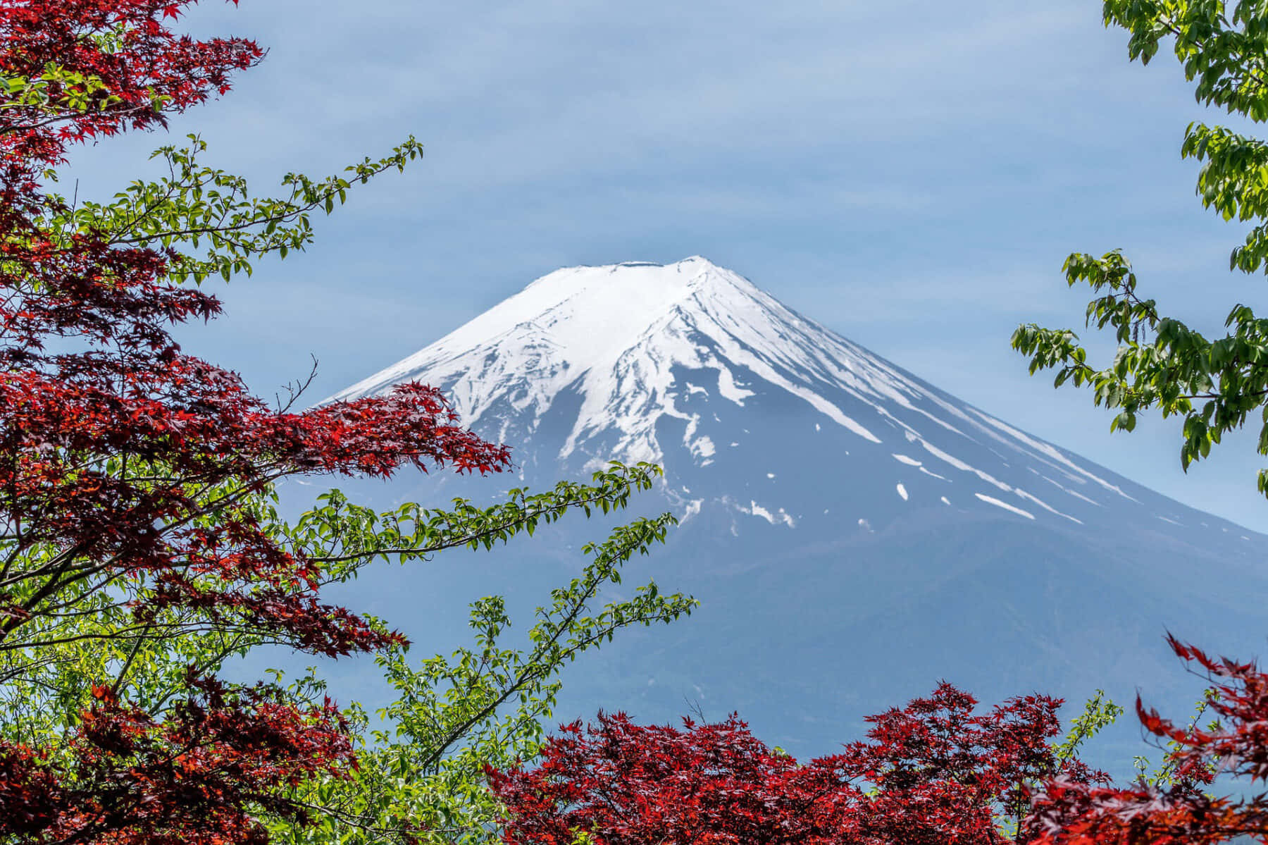 Mt Fuji 桌布 壁紙 — 白雪覆蓋的富士山在晴朗的藍天下，雄偉地聳立在鮮紅和翠綠的楓樹枝後面。