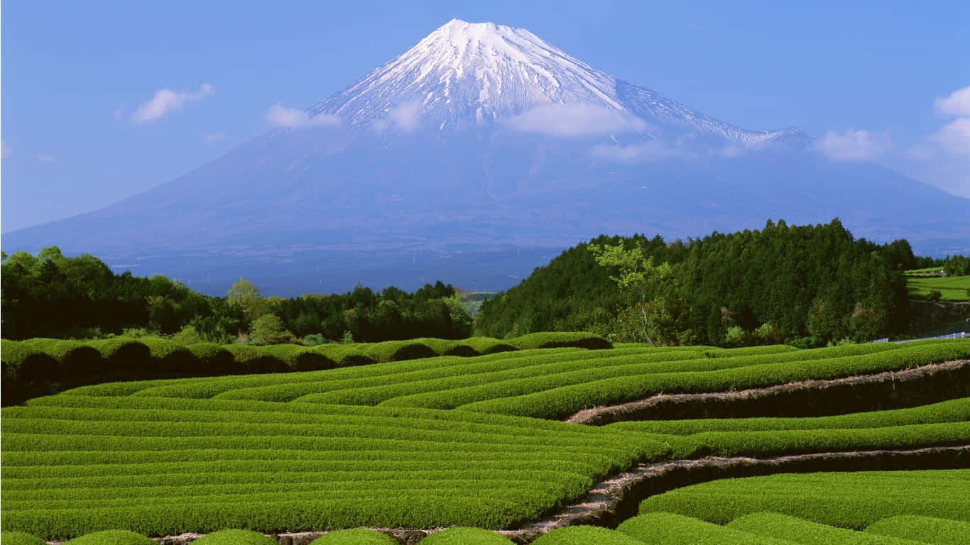 Mt Fuji 桌布 壁紙 — 白雪覆蓋的富士山在晴朗的藍天下，雄偉地聳立在充滿活力的綠色茶園梯田之後。