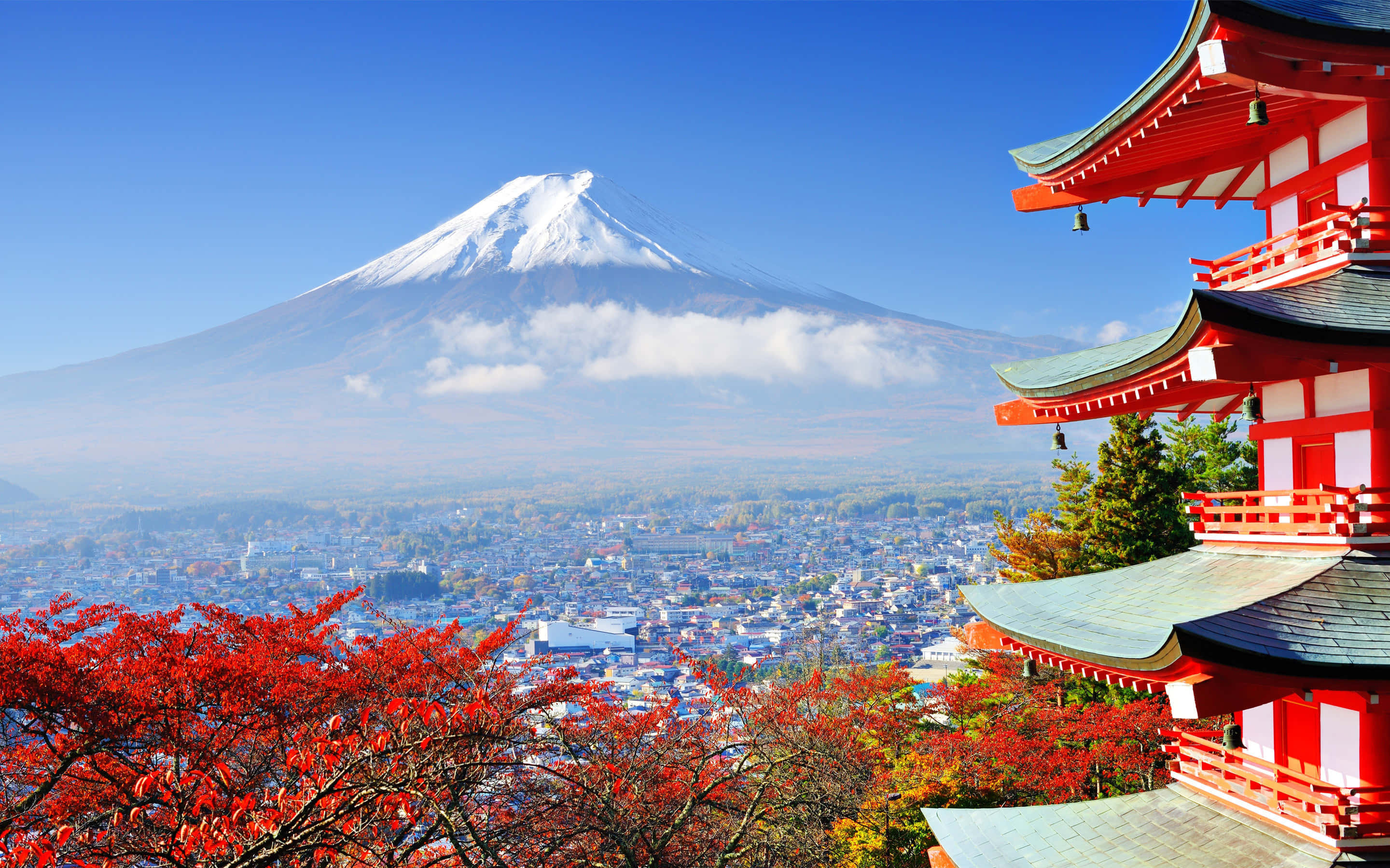 日本 桌布 壁紙 — 白雪覆蓋的富士山在晴朗的藍天下，雄偉地聳立在鮮紅色的寺廟和秋葉之後。