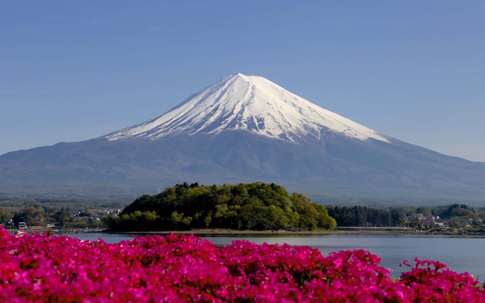 Japan Landscape 桌布 壁紙 — 白雪覆蓋的富士山在晴朗的藍天下，從一片鮮豔的粉紅色花田和寧靜的湖泊後方雄偉地升起。