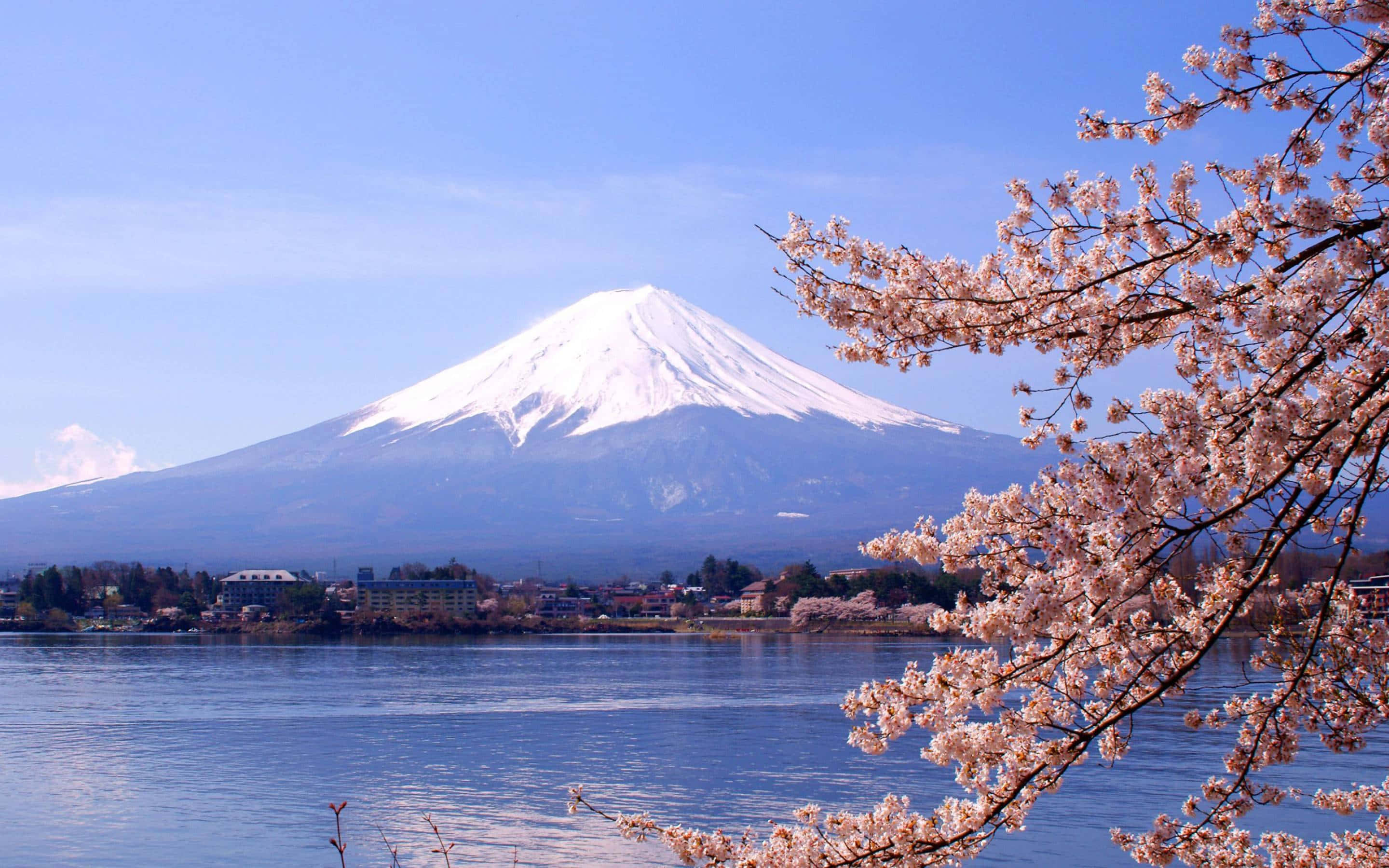 山景 桌布 壁紙 — 白雪覆蓋的富士山在晴朗的藍天下，從寧靜的湖泊後方雄偉地升起，周圍環繞著嬌嫩的粉紅色櫻花。