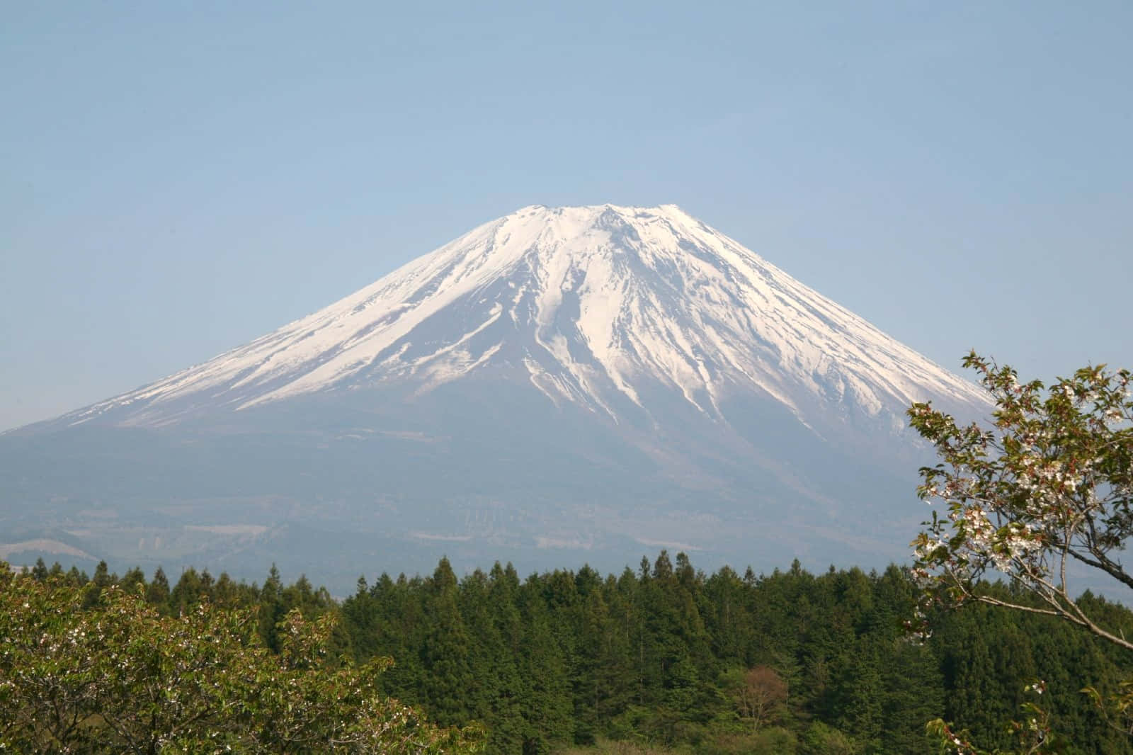 Mt Fuji 桌布 壁紙 — 白雪覆蓋的富士山在晴朗的藍天下雄偉地聳立在茂密的綠色森林之上，前景有盛開的櫻花枝。