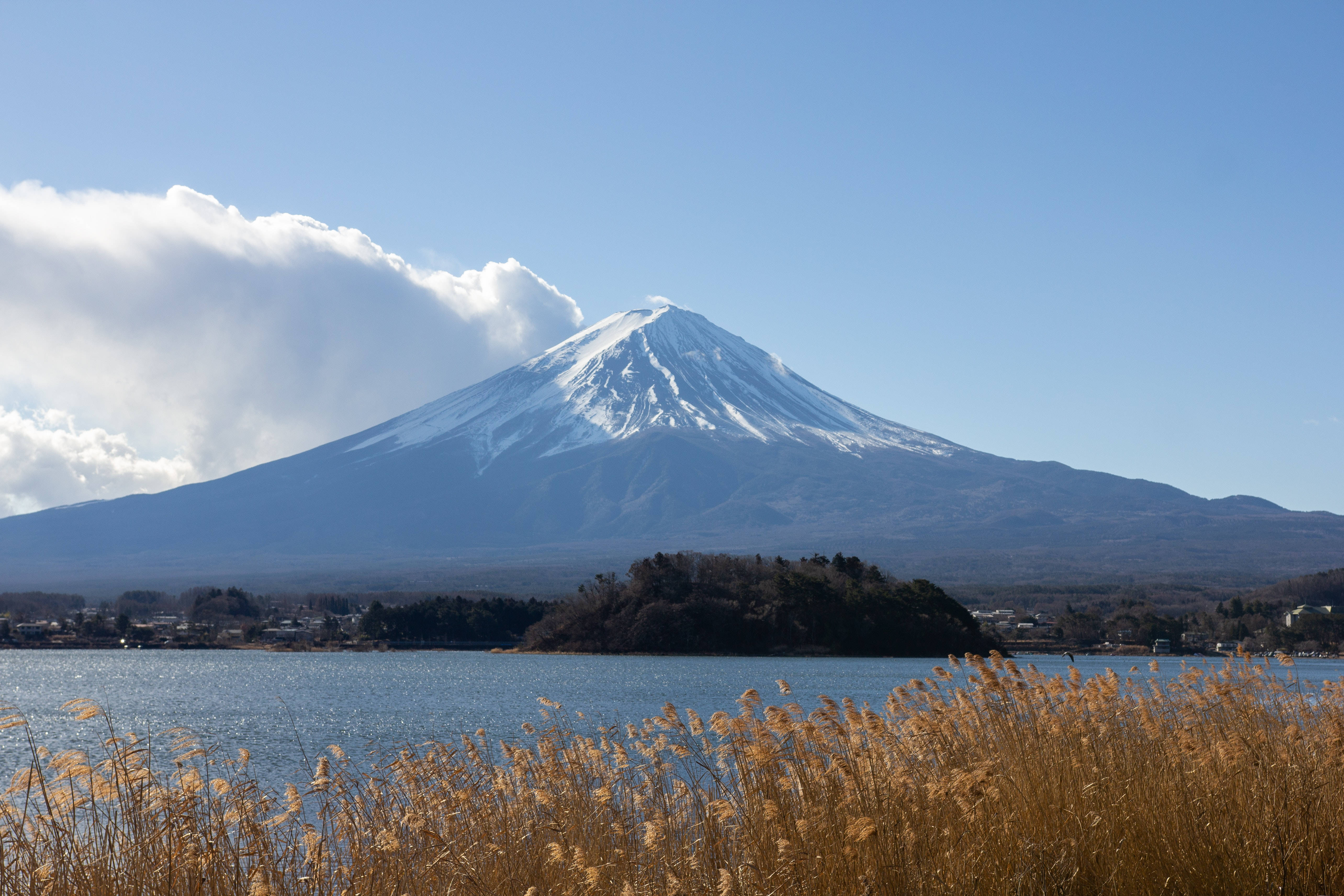 富士山 桌布 壁紙 — 白雪覆蓋的富士山在晴朗藍天下，雄偉地聳立在由金色蘆葦環繞的平靜湖泊後方。