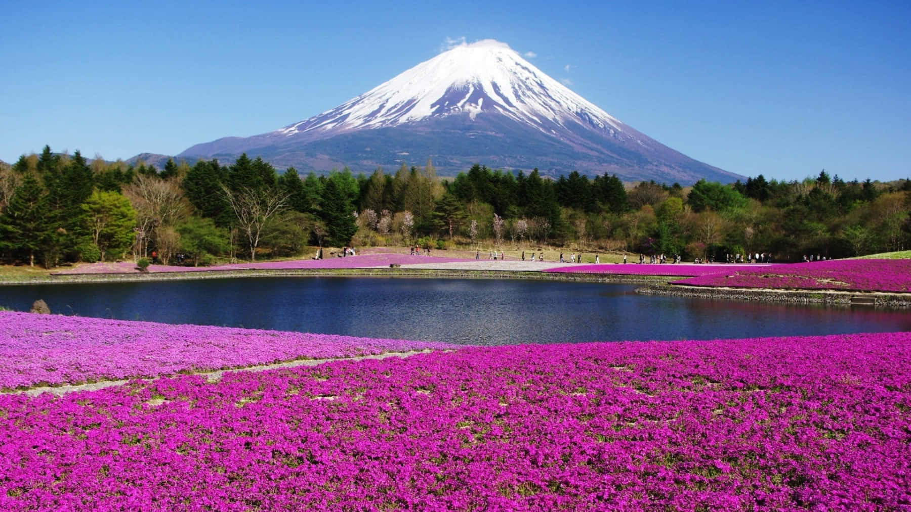 富士山 桌布 壁紙 — 白雪覆蓋的富士山在晴朗藍天下，雄偉地聳立在寧靜的湖泊後方，周圍環繞著充滿活力的粉紅色花田。