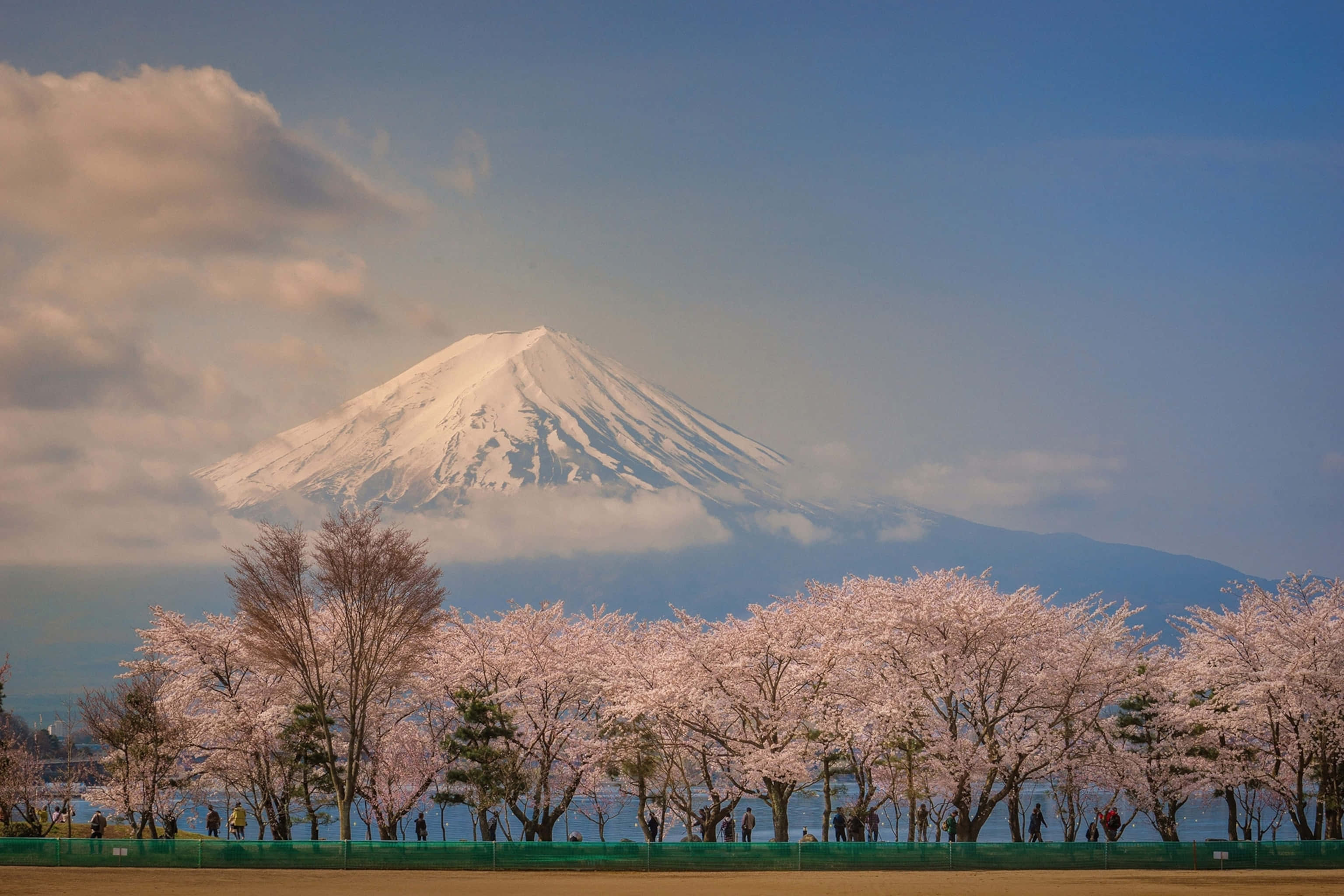 Cherry Blossom Tree 桌布 壁紙 — 白雪覆蓋的富士山在柔和的藍天白雲下，從一排盛開的粉紅色櫻花樹後方雄偉地升起。
