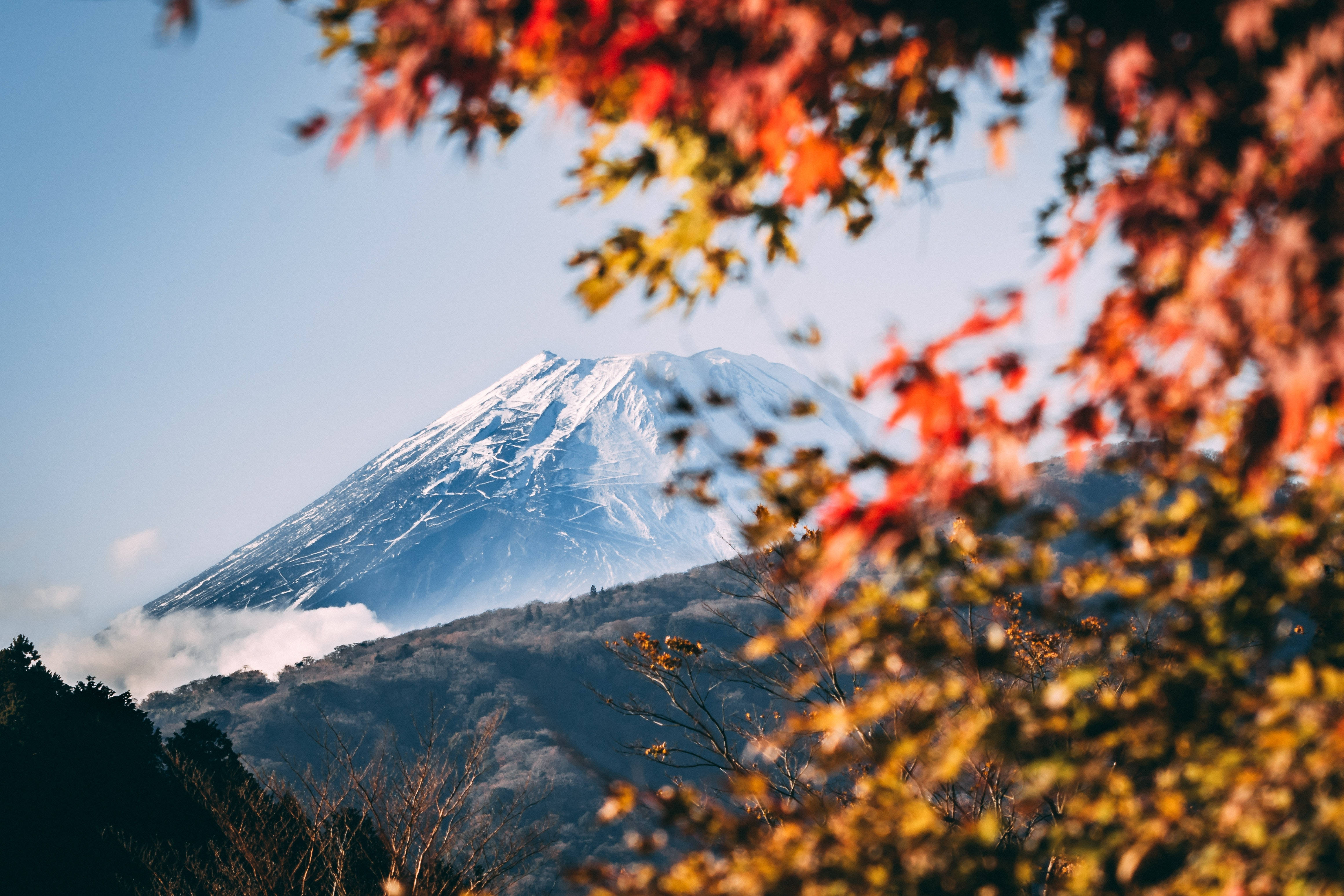 富士山 桌布 壁紙 — 白雪覆蓋的富士山在清澈的藍天下，從鮮豔的秋楓葉框架後方雄偉地升起。