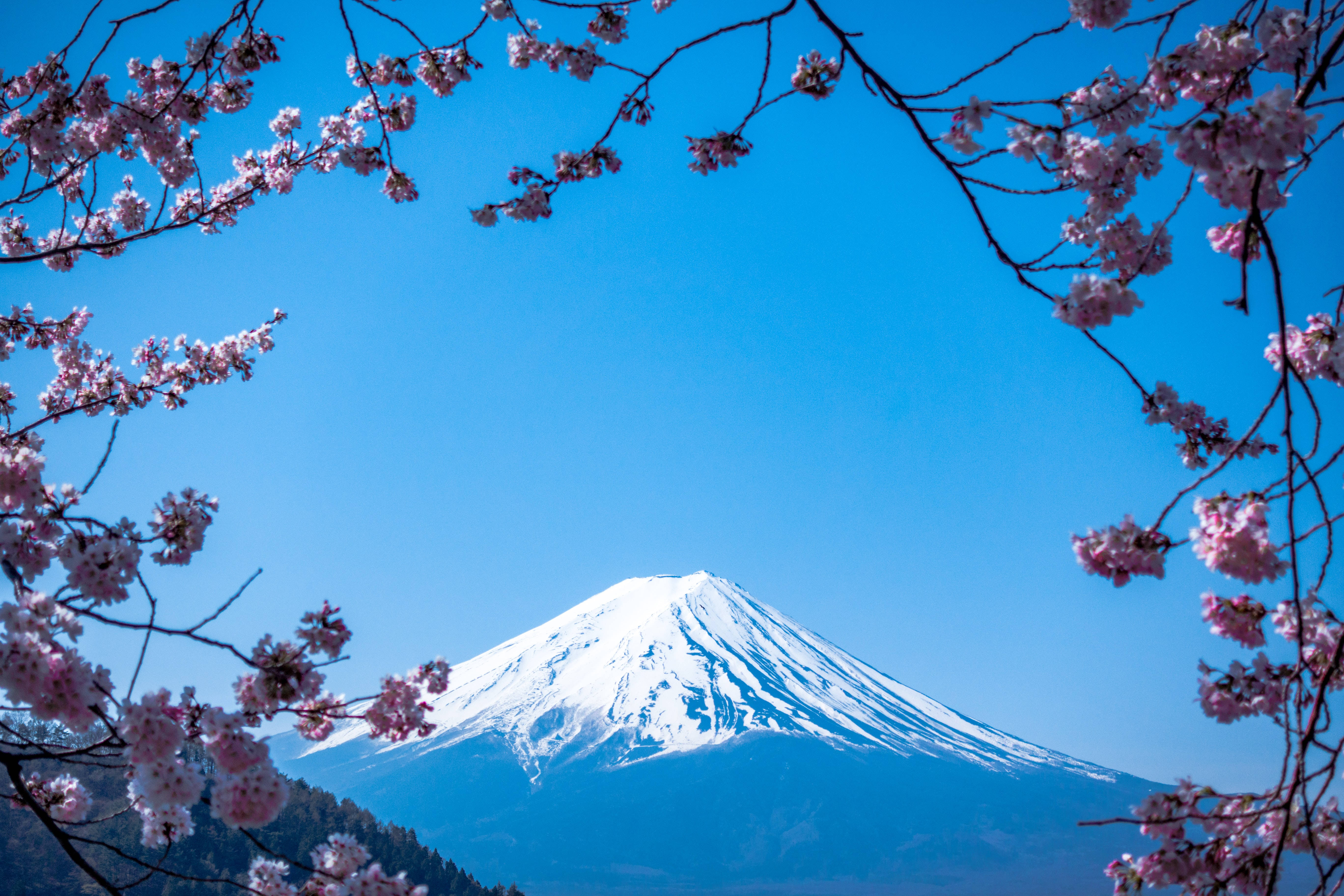 日本 桌布 壁紙 — 白雪覆蓋的富士山在清澈的藍天下雄偉地聳立，周圍環繞著精緻的粉紅色櫻花。