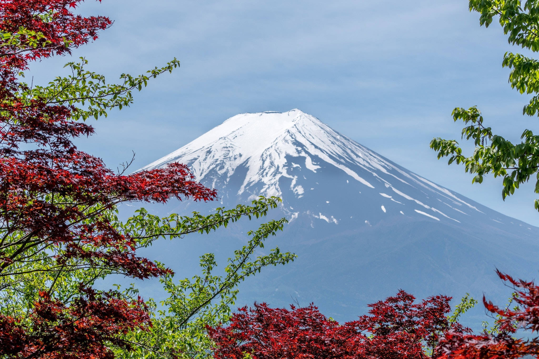 富士山 桌布 壁紙 — 白雪覆蓋的富士山在鮮豔的紅色和綠色秋葉的襯托下雄偉地聳立。