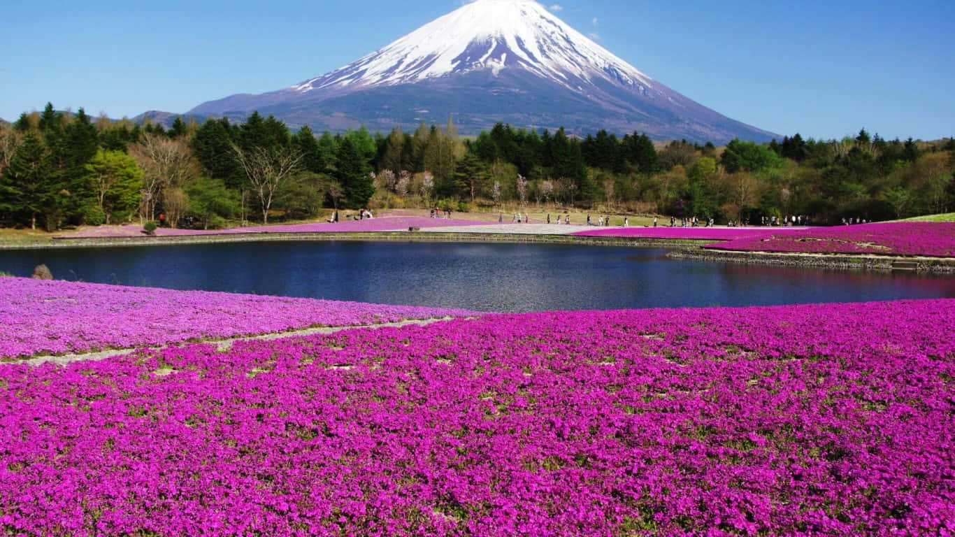 Mt Fuji 桌布 壁紙 — 白雪覆蓋的富士山聳立在寧靜的湖面上，周圍是盛開的粉紅色福祿考花海，天空湛藍清澈。