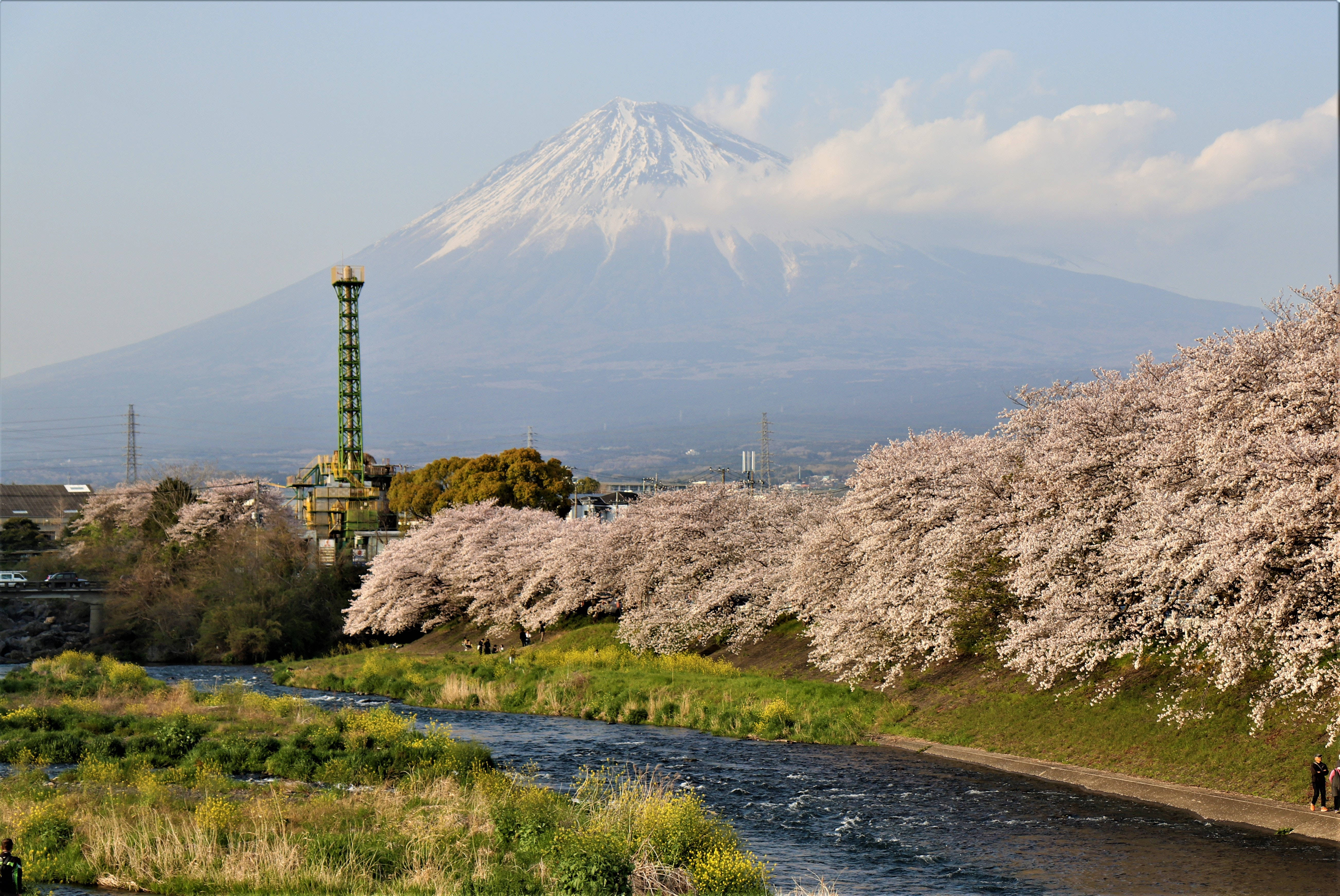 富士山 桌布 壁紙 — 白雪覆蓋的富士山聳立在河岸後方，河岸兩旁盛開著粉紅色的櫻花，天空柔和湛藍。