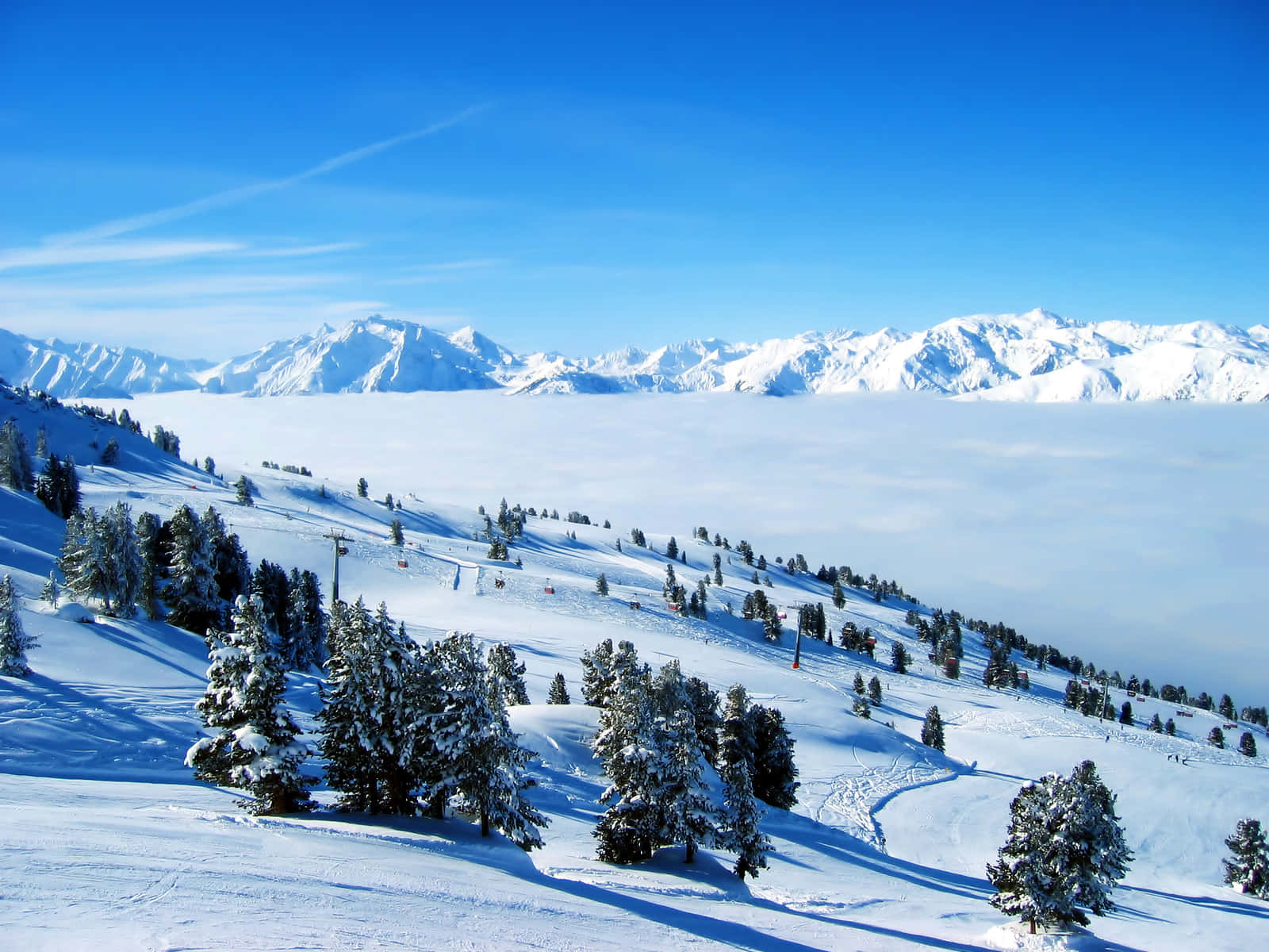 Best Winter 桌布 壁紙 — 白雪覆蓋的山坡上點綴著常青樹，在晴朗的藍天下聳立於雲海之上。