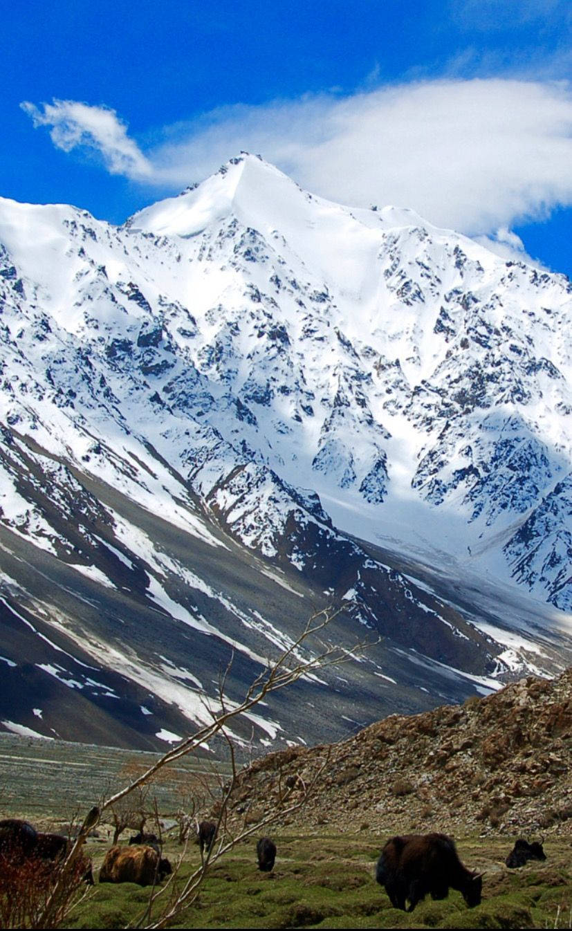 Tajikistan 桌布 壁紙 — 白雪覆蓋的山峰在明亮的藍天下聳立，氂牛在陽光明媚的高山草地上吃草。