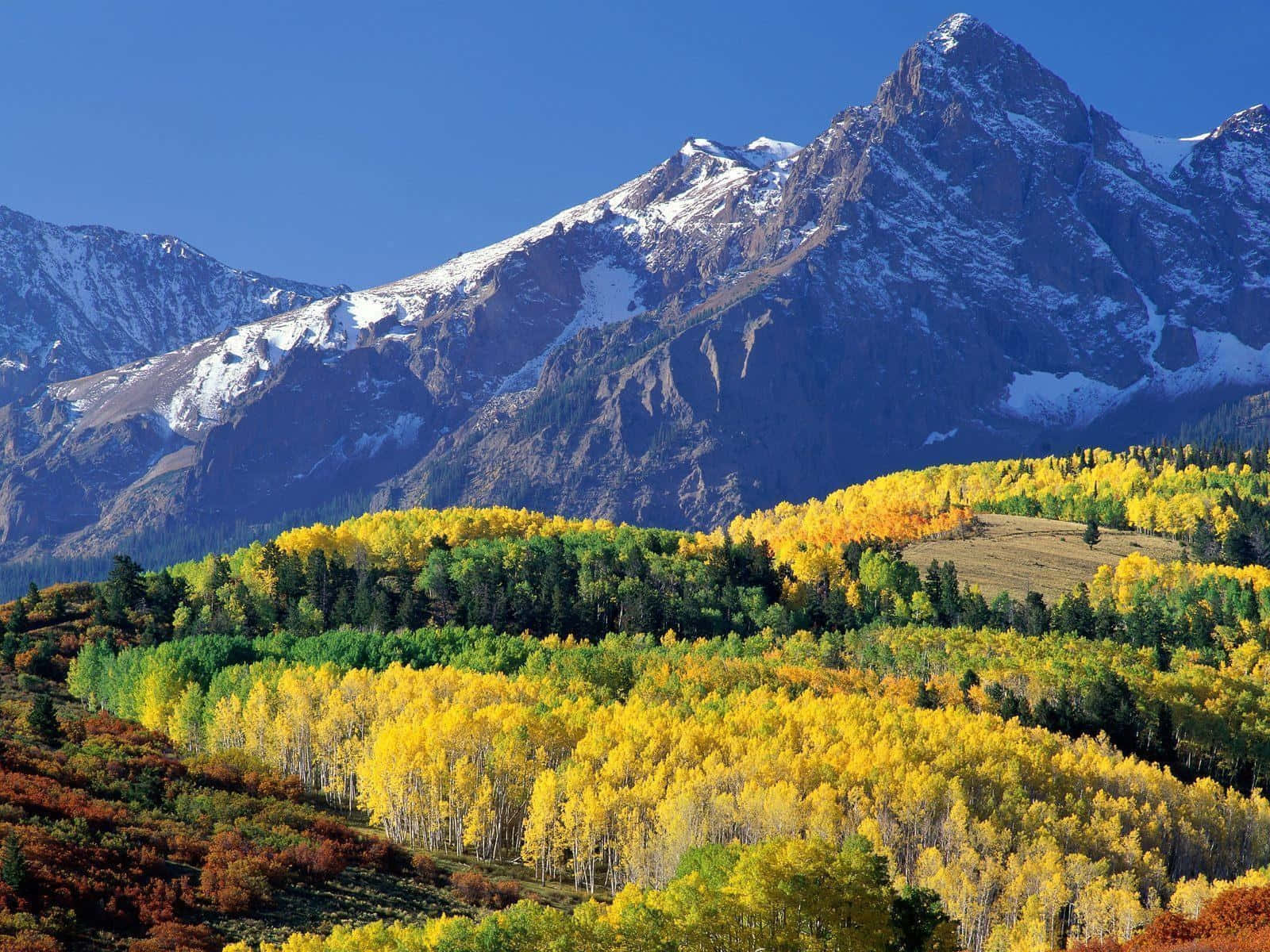 Colorado Mountains 桌布 壁紙 — 白雪覆蓋的山峰在晴朗的藍天下，從覆蓋著鮮豔黃色和綠色秋葉的起伏山丘後方升起。