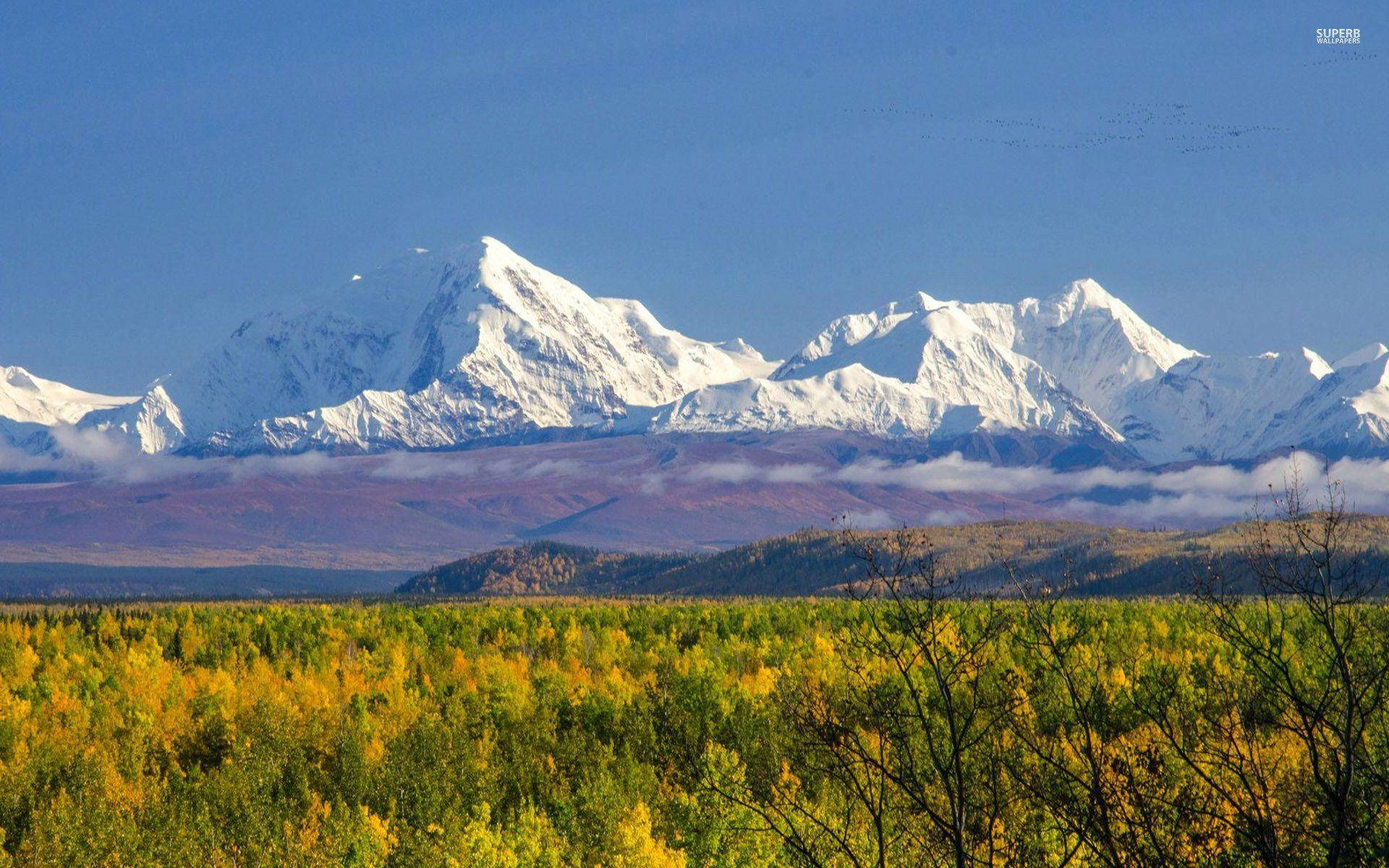 山景 桌布 壁紙 — 白雪覆蓋的山峰在晴朗的藍天下，雄偉地聳立在充滿活力的黃色秋林之後。