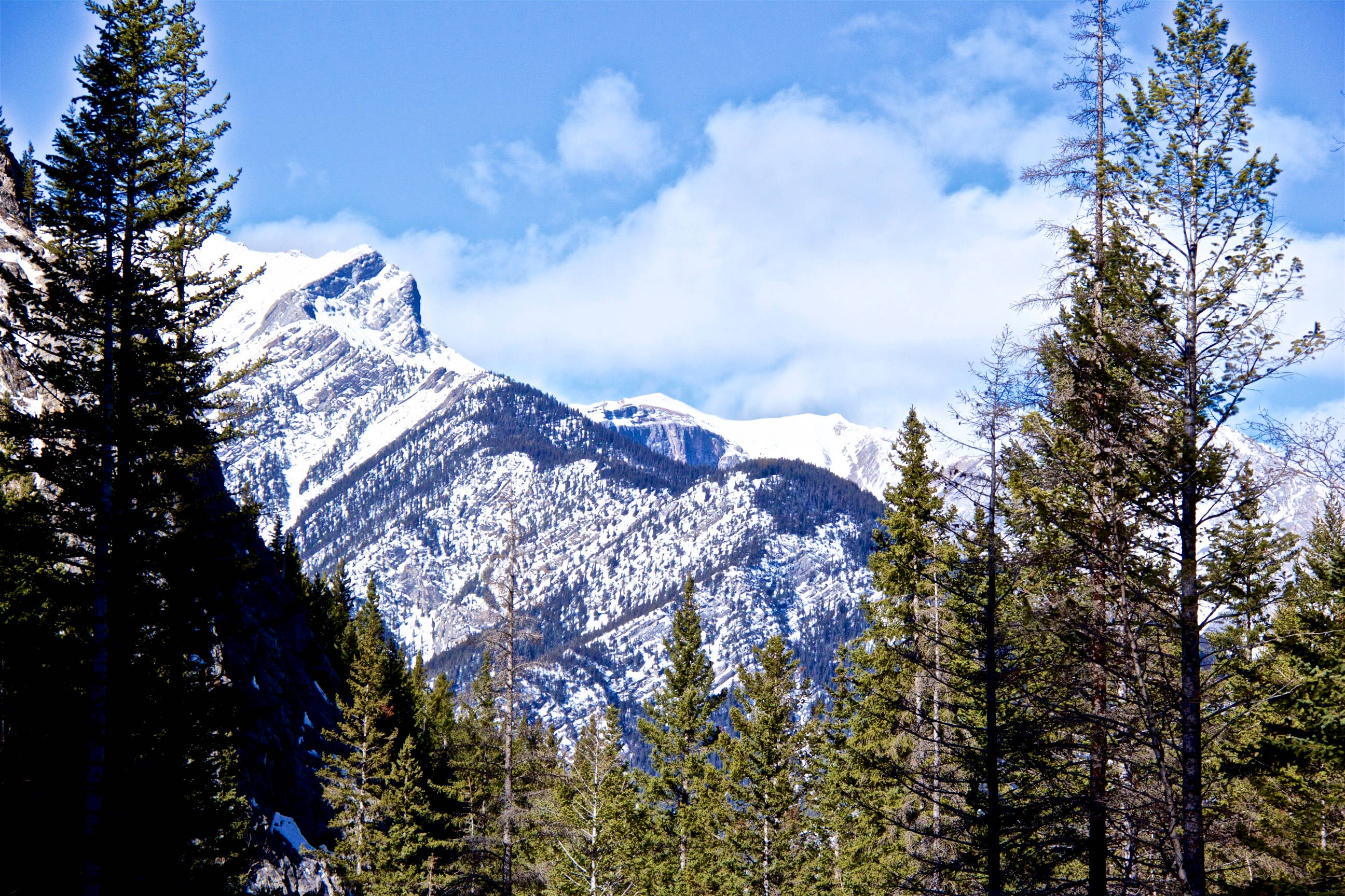 山景 桌布 壁紙 — 白雪覆蓋的山峰在茂密的常綠樹林後方雄偉地聳立，背景是明亮的藍天和蓬鬆的白雲。