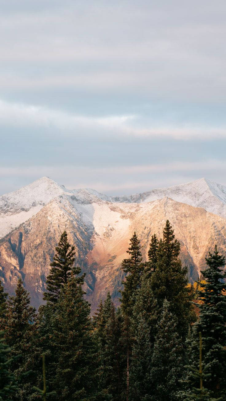 山景 桌布 壁紙 — 白雪覆蓋的山峰在茂密的常綠樹林後方，沐浴在溫暖的夕陽光輝中。