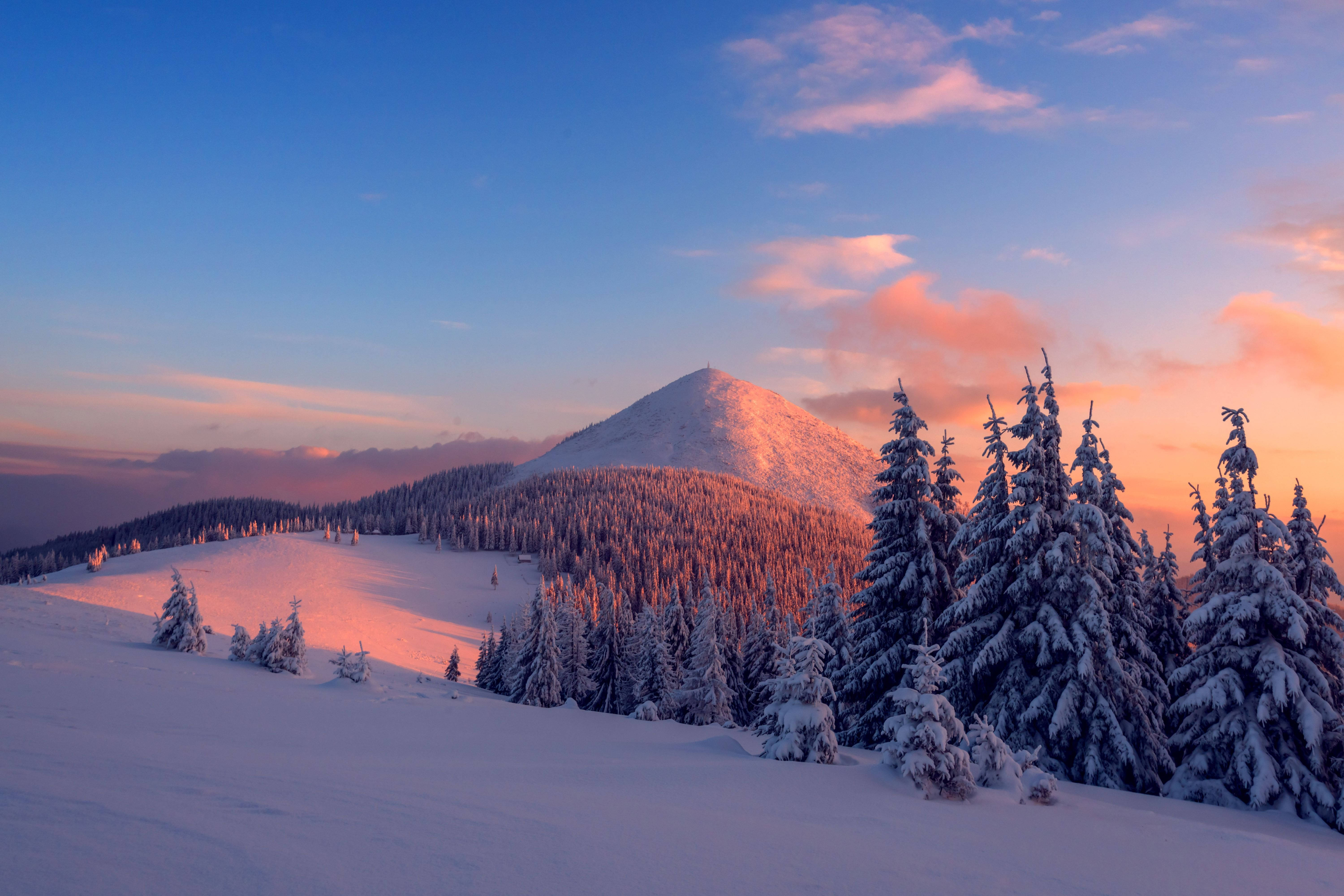 自然 4K 桌布 壁紙 — 白雪覆蓋的山峰沐浴在溫暖的日出光中，松樹上結滿霜，映襯著粉紅和藍色的天空。