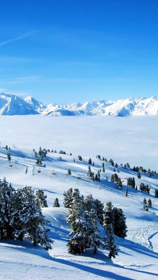 Ski Mountain 桌布 壁紙 — 白雪覆蓋的山峰聳立在雲海之上，在清澈的藍天下，山坡上點綴著積雪的常青樹。