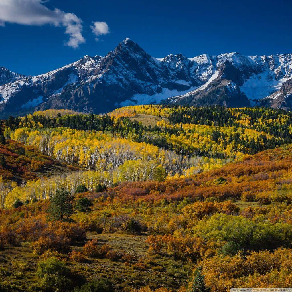 Aspen Colorado 桌布 壁紙 — 白雪覆蓋的山脈在晴朗的藍天下，聳立於金黃秋葉燦爛的起伏山丘之上。