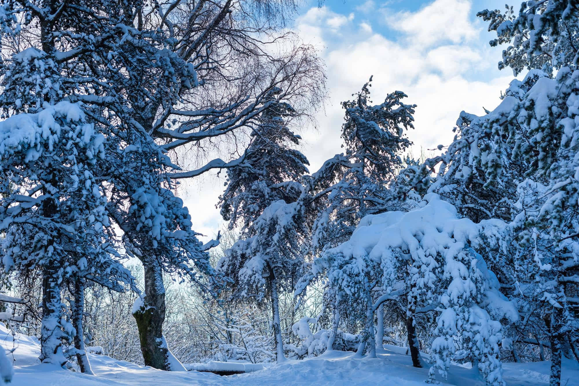Beautiful View 桌布 壁紙 — 白雪覆蓋的常綠樹和光禿禿的樹木，在晴朗的藍天和蓬鬆的白雲下，矗立在寧靜的冬季森林中。